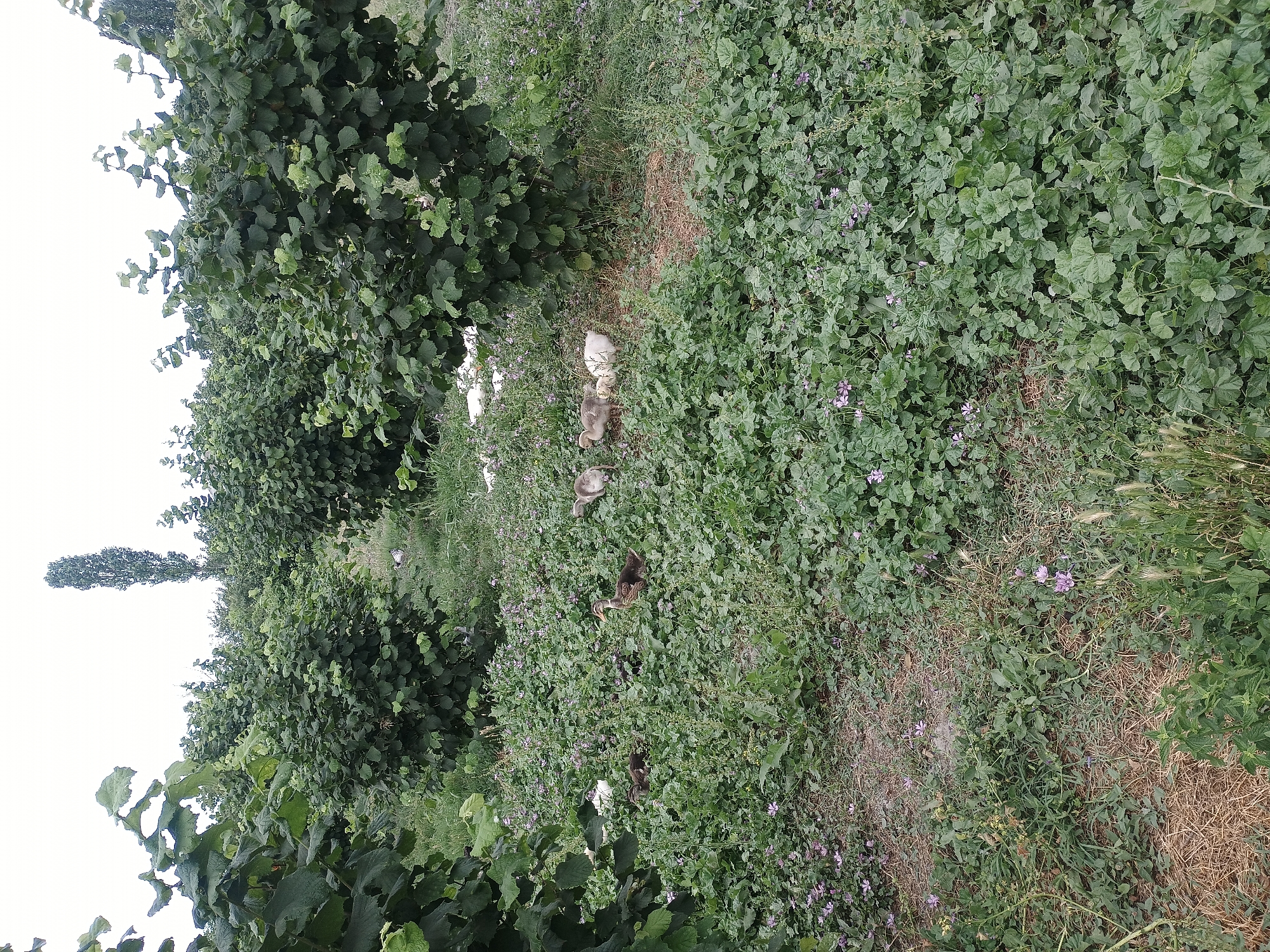 In the city of Duztahiroba, Azerbaijan, a natural scene unfolds amidst a hazelnut orchard. The foreground is densely carpeted with green foliage, dotted with small purple flowers, and interspersed with patches of dry straw. Several ducklings, varying in shades of brown and white, are scattered across this ground cover. One duckling stands out with its brown plumage and yellowish beak, while others huddle together. In the mid-ground, more hazelnut trees create a dense green canopy, with hints of white objects partially obscured by the vegetation. The background features a tall, slender tree reaching towards an overcast sky, adding a vertical element to the predominantly horizontal landscape. The overall impression is one of rural tranquility, with the young ducks adding a touch of life to the cultivated orchard environment.