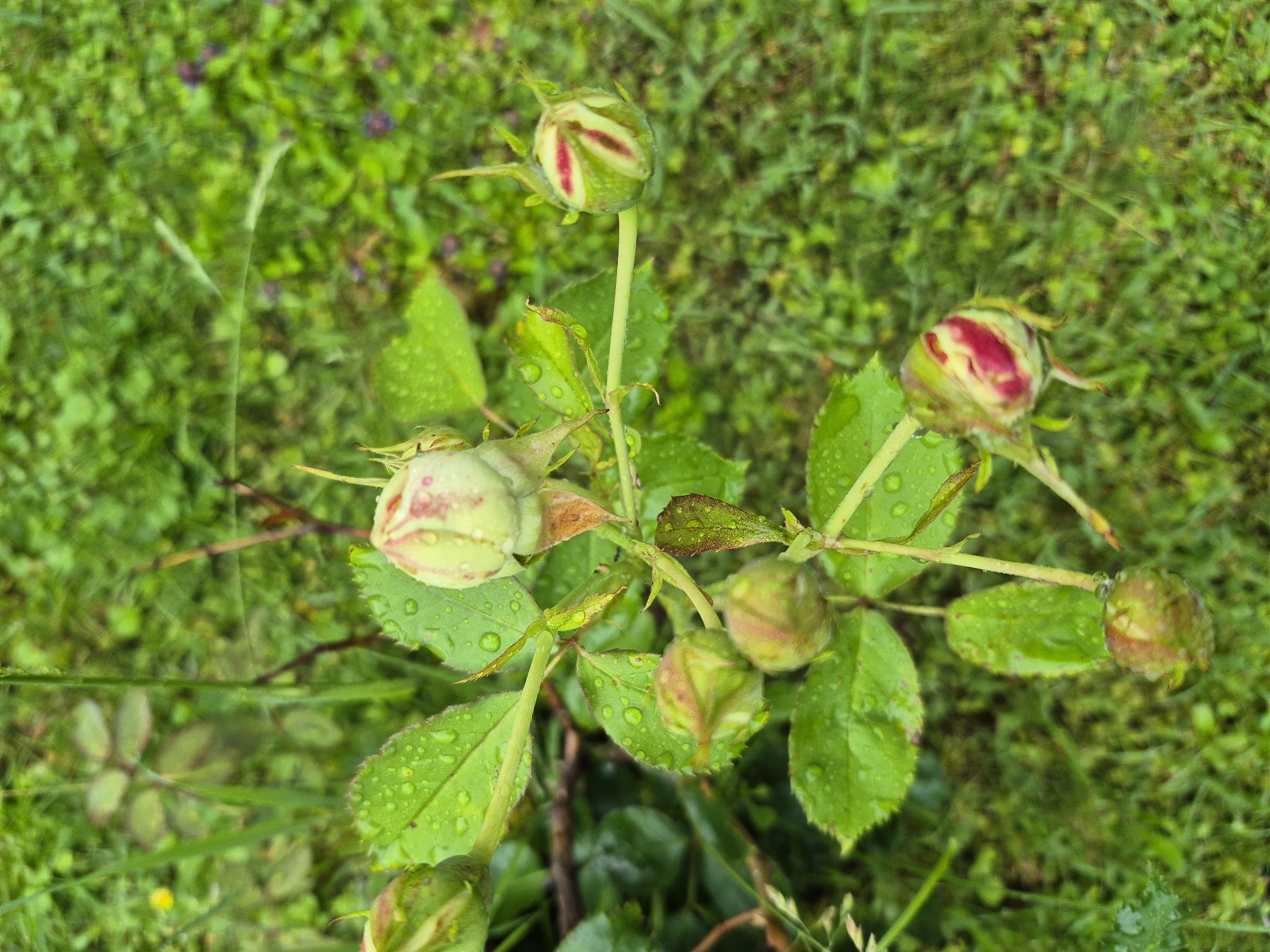 A high-angle, medium shot captures a rose bush with several unopened buds and green leaves dotted with water droplets. The buds are primarily green with hints of pink and red peeking through. The background is a soft blur of green grass, suggesting an outdoor environment. The scene is devoid of any people.
