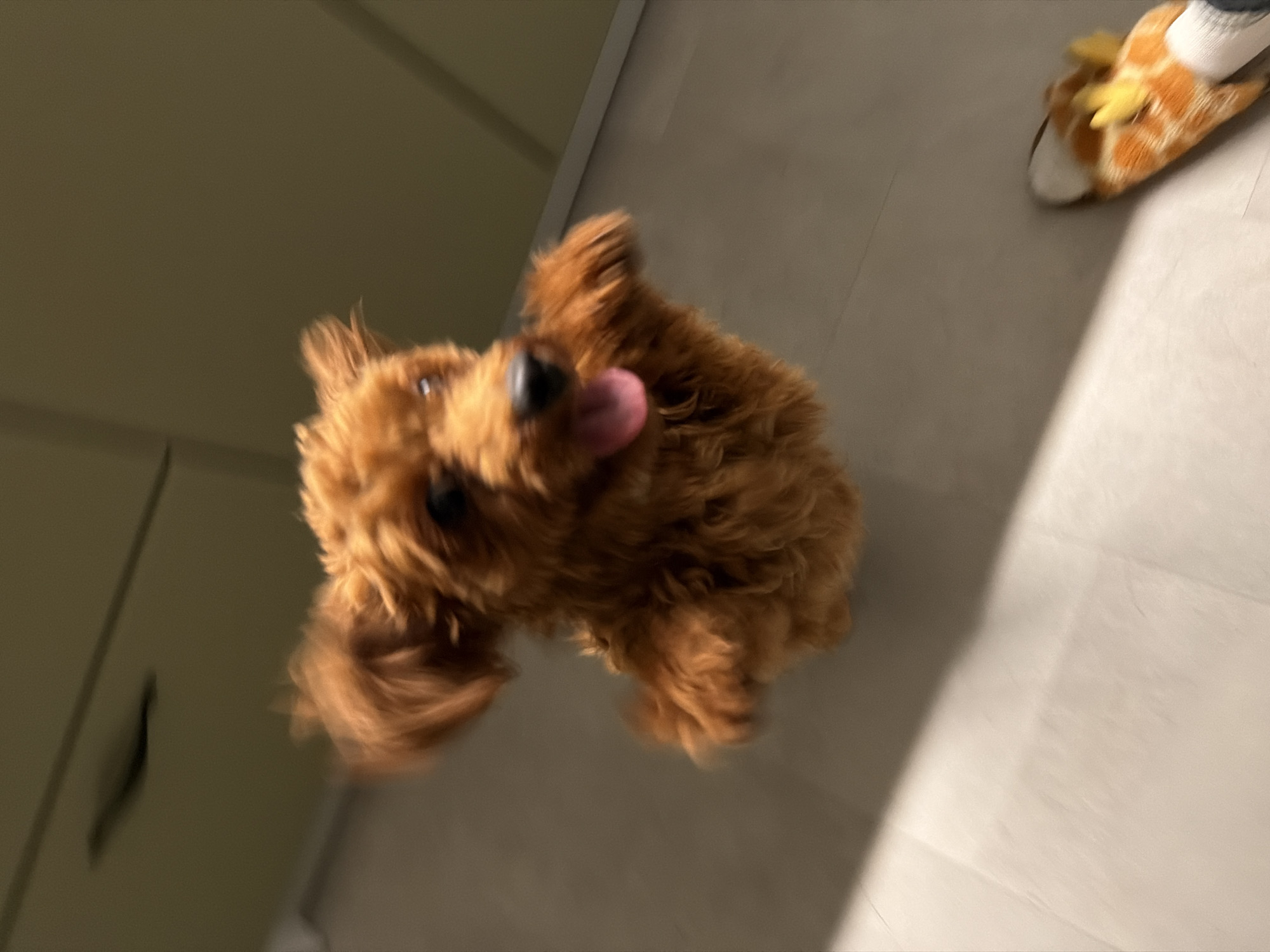 The image shows a blurry, reddish-brown dog with its tongue sticking out, viewed from a downward angle. The dog is in focus, but the surroundings are indistinct. To the upper left, a blurred orange and white object, possibly a slipper with a giraffe pattern, is visible. The flooring appears to be light-colored tile. The background consists of a dark green surface with a vertical seam and a horizontal shadow. The scene is indoors, likely in a residential setting. There is no visible indication of the city of Sofia, Bulgaria.