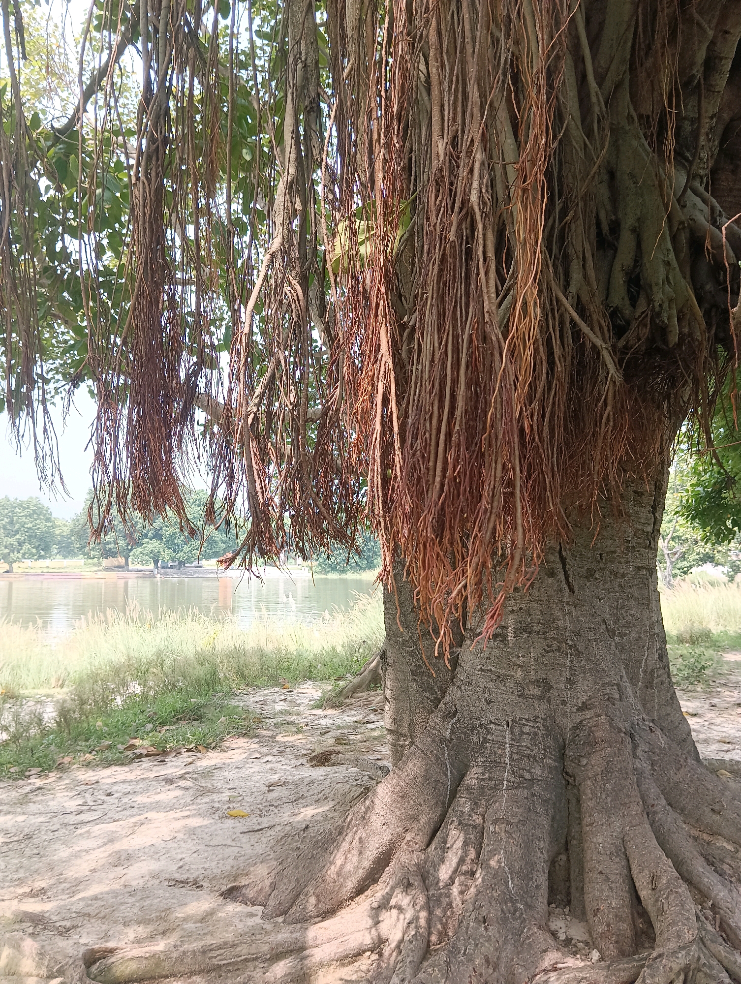 This is a close-up, eye-level, outdoor, medium shot of the trunk and aerial roots of a large tree, likely a banyan tree, situated on the bank of a body of water. The tree's massive, gnarled trunk dominates the foreground, with its thick, buttress-like roots spreading outwards and upwards. Dangling aerial roots, thin and reddish-brown, hang down from the branches, obscuring parts of the trunk and creating a curtain-like effect. The ground in front of the tree is a mixture of dry, sandy soil and some scattered leaves and debris.
In the background, a calm body of water reflects the muted daylight. The water's edge is lined with tall, dry grass and patches of green vegetation. Beyond the water, a line of trees forms the horizon, with a bright, overcast sky visible above. The scene appears to be in a park or natural setting, with no people or animals visible. The overall impression is one of stillness and natural beauty, with the ancient tree as the central focus. The location is identified as being in the city of Kesari, India, likely a park or riverside area within the city.