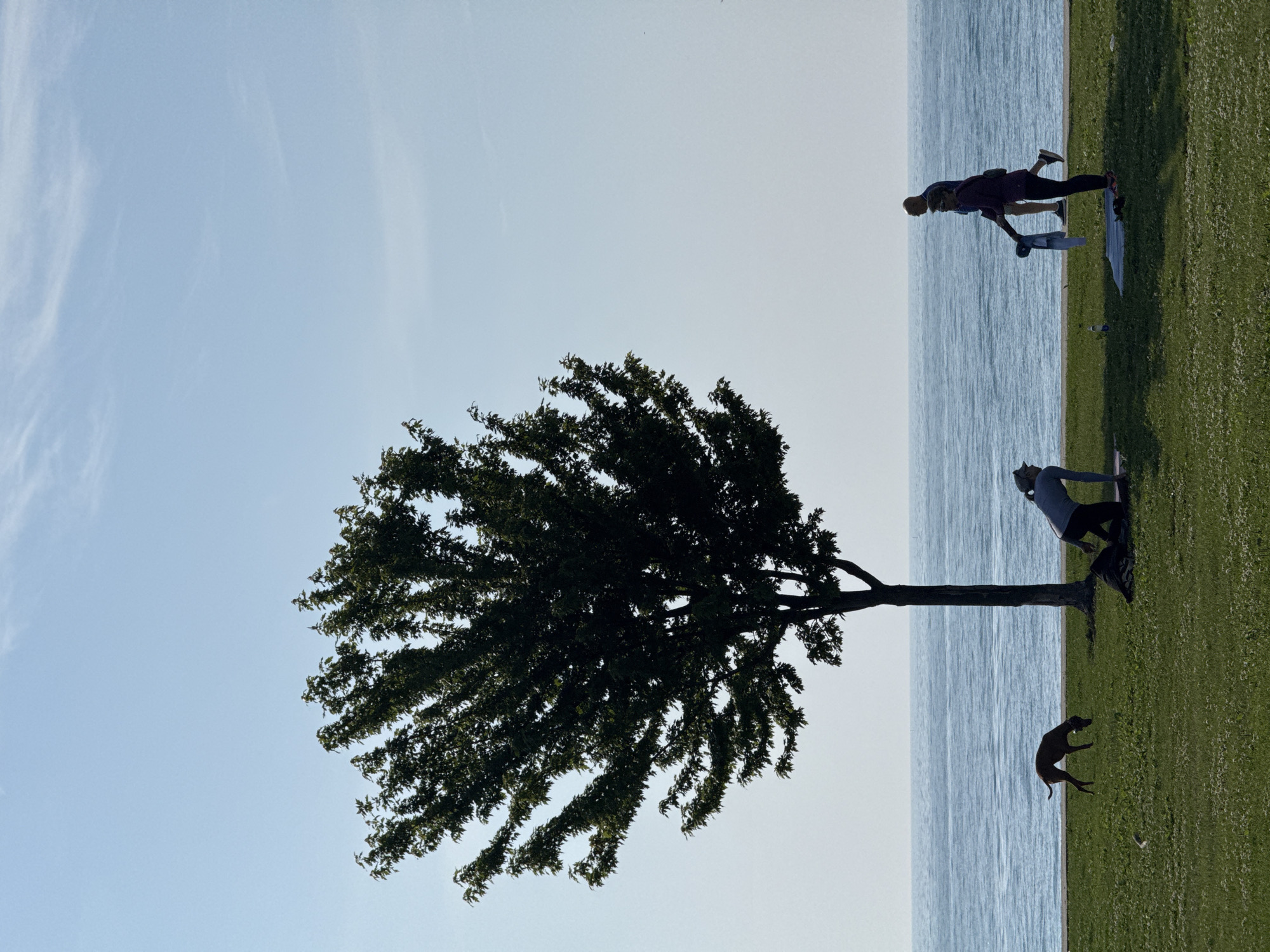 An outdoor, eye-level, medium shot shows a silhouetted dog sniffing the grass in front of a lake. The dog is on the left side of the frame and is a dark brown, lean breed with its head down to the ground. To the right of the dog, a woman is in a yoga pose on a mat. She is wearing a grey shirt and dark pants, and a light-colored hat. She is facing away from the camera. To the right of her, two people, one male and one female, walk past. The female is wearing a dark purple top and black pants, and the male is wearing a light-colored shirt and dark pants. They are walking towards the right side of the frame, away from the camera. A large, leafy tree is in the middle of the frame, behind the dog and woman. The lake is visible behind the subjects and the tree. The sky is clear and blue. This scene appears to be Lincoln Park in Chicago, Illinois, near the lakefront.