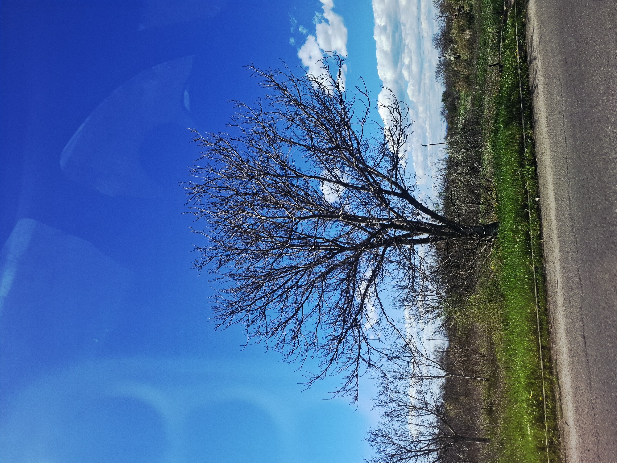 The image depicts a roadside view with a leafless tree in the foreground, set against a blue sky with some clouds. The tree's branches extend across the frame. Beyond the tree, there is a strip of grassy area followed by a row of trees or shrubs with sparse foliage. Adjacent to the vegetation is an asphalt road. The left side of the image appears to be the interior of a vehicle, possibly the windshield, which creates a blue-tinted reflection. The location is not identifiable within the city of Unknown, Unknown, based on visual information.