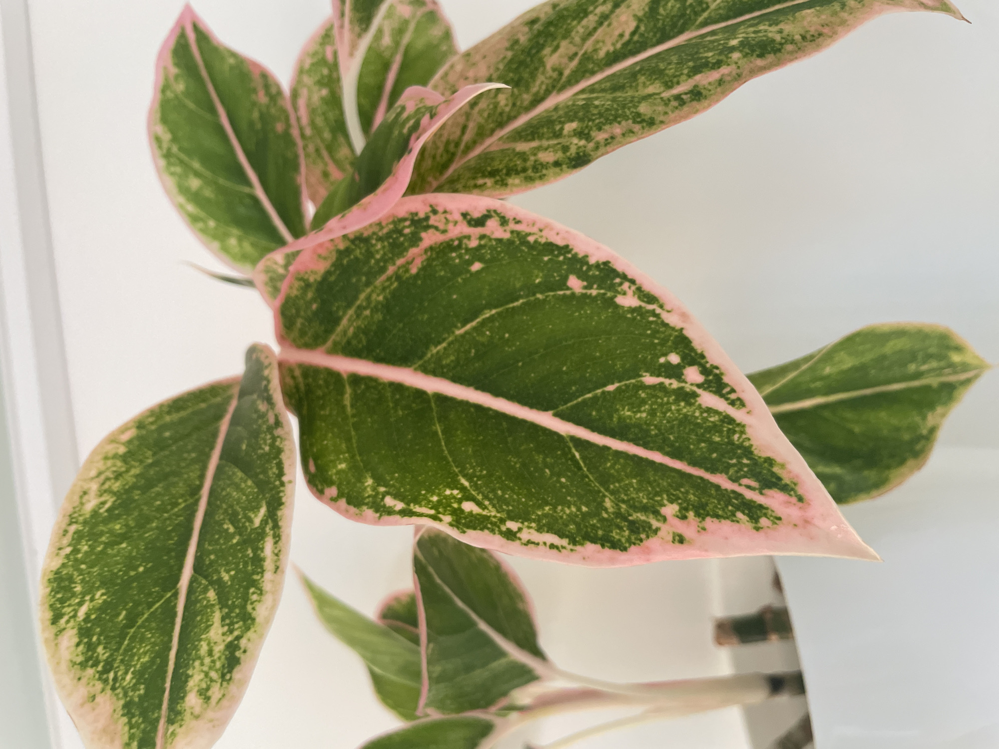 A close-up, eye-level shot focuses on the leaves of a pink and green variegated plant against a white background. The leaves are oval-shaped with pointed tips, displaying a pattern of deep green with irregular patches and edges of bright pink. Some leaves show darker green mottling within the lighter green areas. The plant is in a white planter, partially visible at the bottom of the frame, with the stalks of another plant of the same variety visible to the left. The lighting is bright, suggesting an indoor setting with diffused light. The location is unknown.