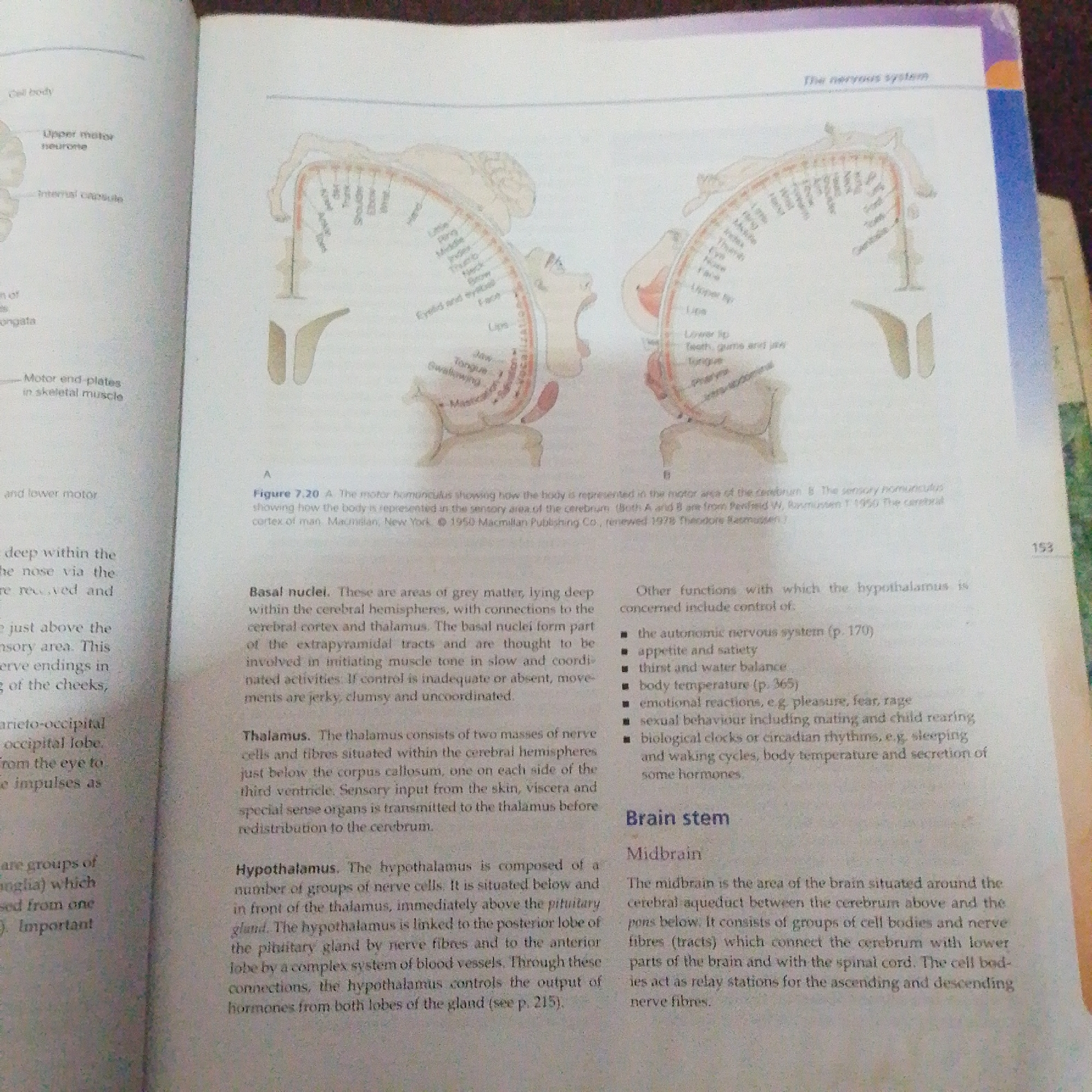 The image is a page from a textbook discussing the nervous system. It features diagrams of the motor and sensory homunculus, illustrating how different parts of the body are represented in the brain. The text below the diagrams describes various parts of the brain, including the basal nuclei, thalamus, hypothalamus, and brain stem. There is no information in the image that relates to Jalingo, Nigeria, people, actions, interactions, or a forensic scene.