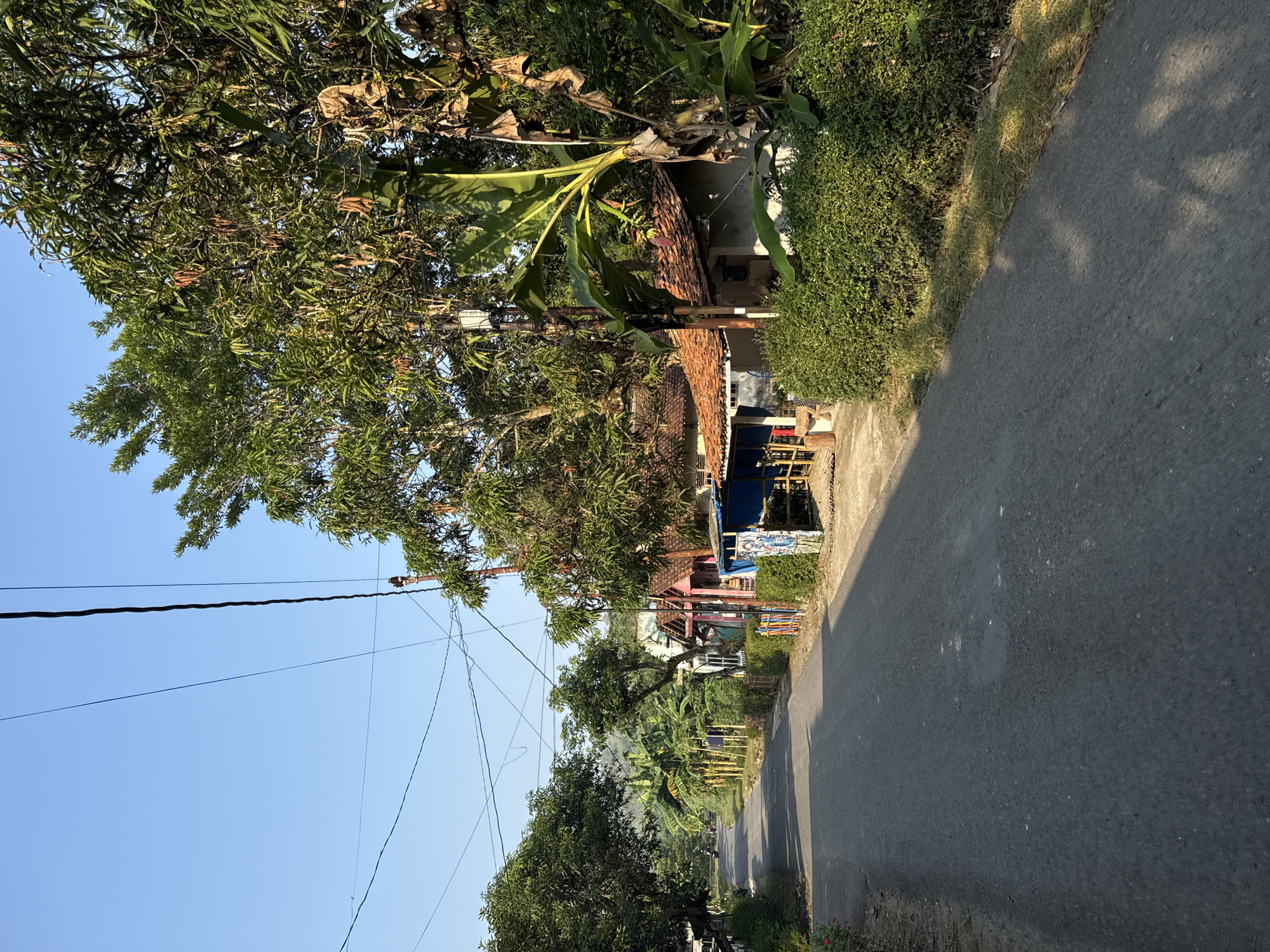 The image depicts a paved road in a rural village setting, likely in Alian, Indonesia, given the context. The road curves slightly to the left and is bordered by lush green vegetation and several small buildings. On the right side of the road, there are some houses with tiled roofs and an outdoor stall covered by a blue tarp. A well-maintained hedge runs along the front of these properties. Large trees, including what appear to be banana trees and mango trees, with some brown leaves, flank the buildings and the road. Overhead, power lines are strung between utility poles, indicating the presence of electricity. The sky is a clear, bright blue, suggesting a sunny day, and the sunlight casts shadows across the road and vegetation, indicating the time of day is likely late morning or early afternoon. A person on a motorcycle is visible in the distance on the left side of the road, heading away from the viewer. The overall impression is a tranquil, everyday scene in a tropical rural environment.