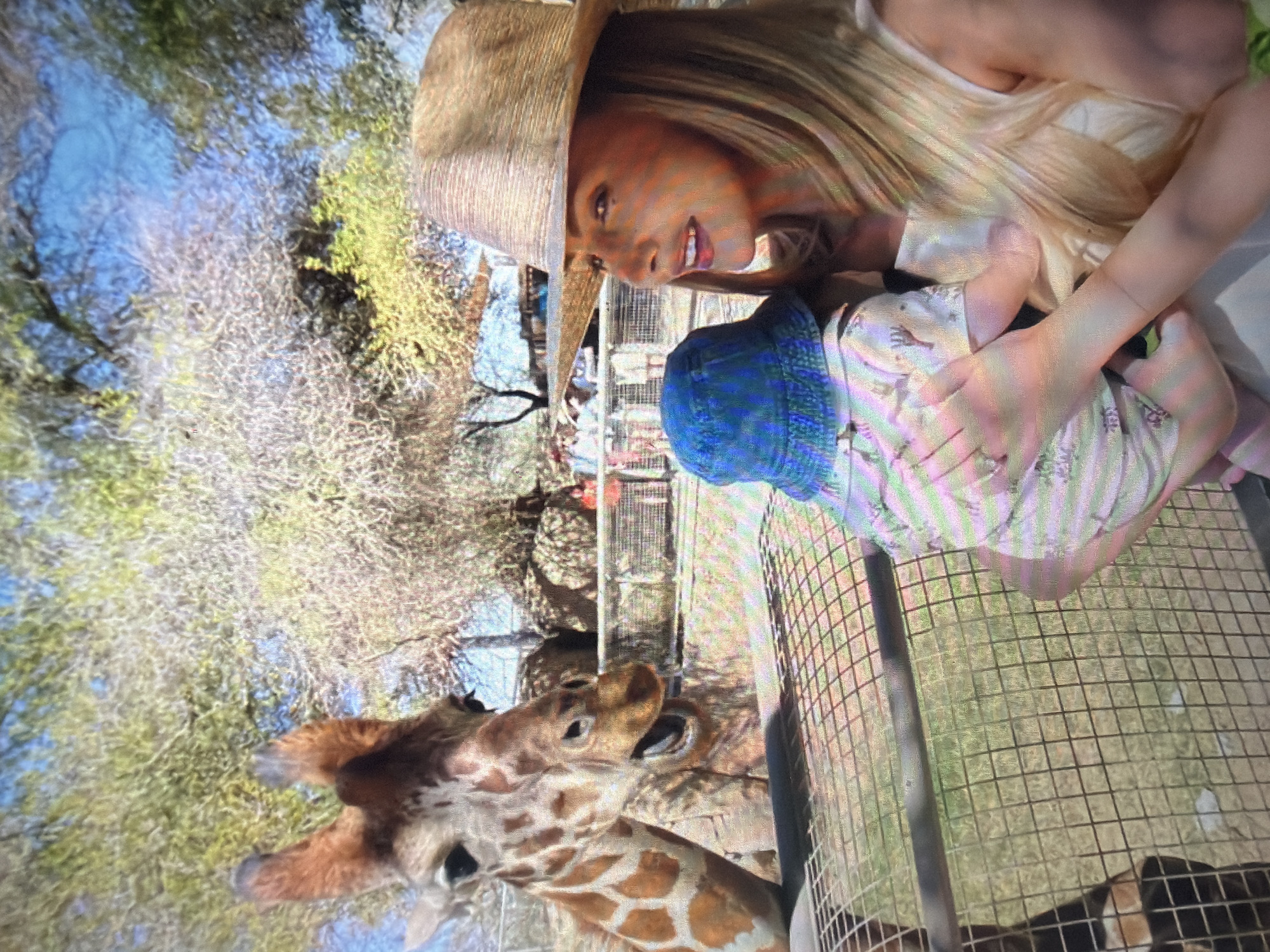 The image captures an outdoor scene at an animal park or zoo, featuring a giraffe interacting with a woman holding an infant. On the left side, the head and upper neck of a giraffe are visible, displaying its characteristic brown and white spotted fur. The giraffe's mouth is slightly ajar, revealing part of its inner mouth or tongue, and its eye is directed towards the right side of the frame, where the people are positioned. A wire mesh fence, with a prominent dark horizontal bar, separates the giraffe from the observers.
On the right, an adult female with long blonde hair wears a wide-brimmed straw hat and a light-colored, possibly white, sleeveless top or dress. She is seen in profile, smiling gently and looking towards the infant she is holding. The infant, with its back to the viewer, wears a blue bucket hat and a light-colored romper with subtle patterns, and is facing the giraffe.
The background consists of various trees, some with sparse green foliage and others with bare branches, beneath a clear blue sky, suggesting a sunny day. Blurred figures of other individuals are visible in the deeper background, reinforcing the public nature of the setting. The ground within the giraffe's enclosure appears to be dry earth or sparse vegetation.
Regarding the specified location, there is no visual evidence within the image to confirm it is in the city of Shumen, Bulgaria. Given that the Zoopark Shumen does not typically house giraffes due to their specific habitat and facility requirements, it is highly improbable that this scene takes place in Shumen.