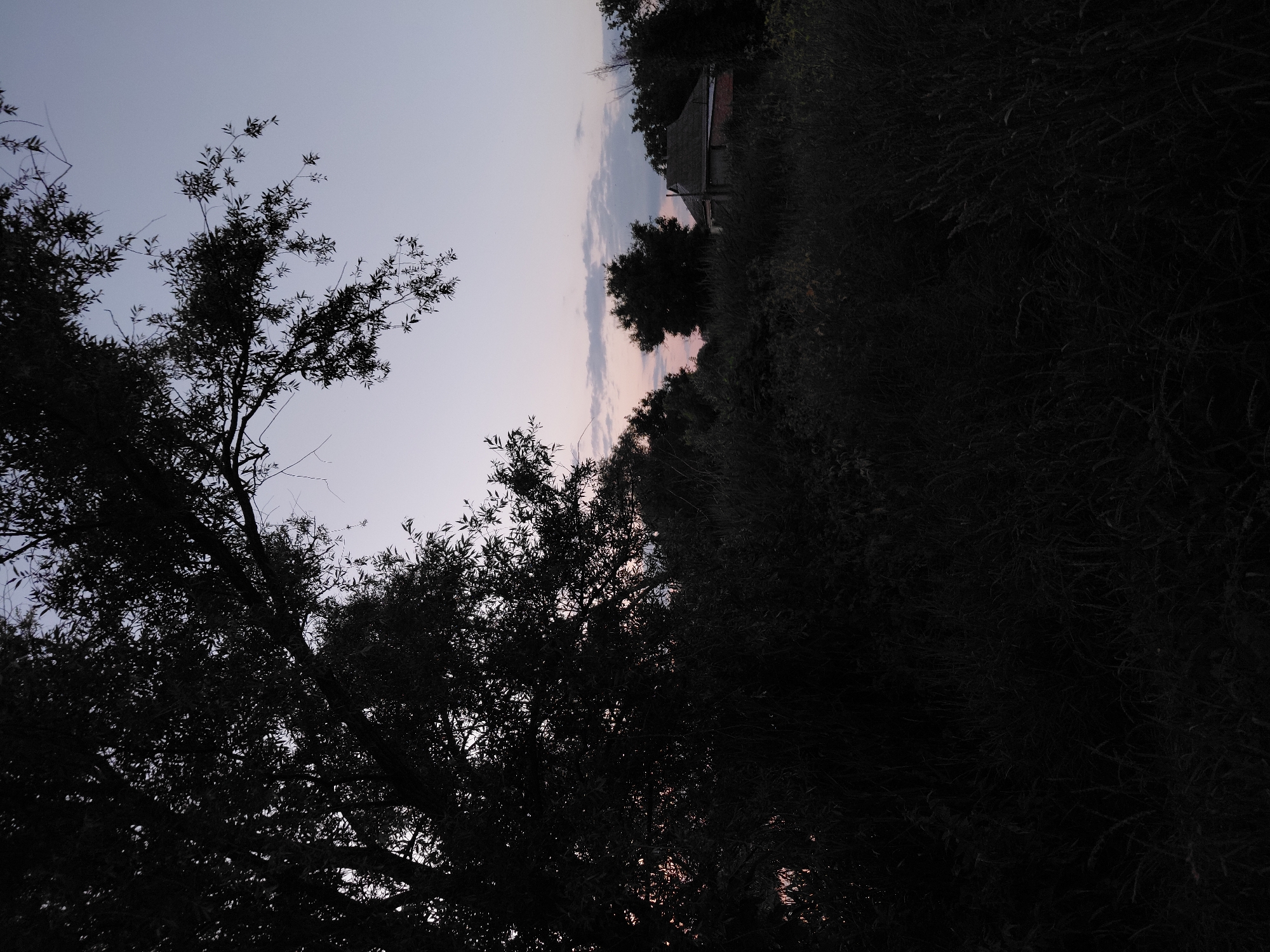 In Ustyvytsia, Ukraine, a landscape photograph captures a twilight scene dominated by the silhouette of a large tree in the foreground, its branches extending across the upper left portion of the frame. Beyond the dense foliage of this tree and the surrounding dark undergrowth, a small, nondescript building with a pitched roof is visible in the middle ground, partially obscured by trees. The sky above is a gradient of pale lavender and pink hues, with thin, wispy clouds scattered across it, indicating the end of the day. The overall impression is one of rural tranquility at dusk, with the natural elements and a solitary dwelling forming the core of the composition.
