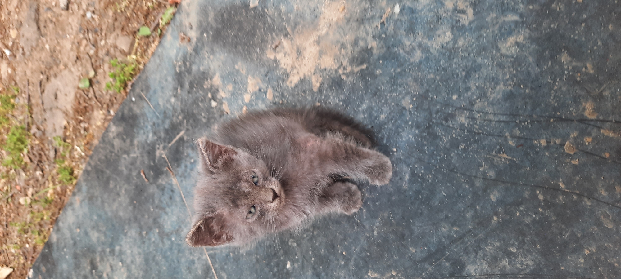 A close-up, high-angle shot shows a small, grey kitten sitting on a dark, textured surface. The kitten is facing the camera with its ears pointed up and its eyes are open and looking forward. Its fur appears somewhat matted, and it has faint green eyes. The surface it sits on is dark, possibly a tarp or rubber mat, with some lighter colored splotches and debris. In the background, out of focus, is the ground with dry leaves, dirt, and sparse green vegetation, consistent with an outdoor environment in Shakhty City District, Russia. The overall scene is one of an unattended young animal in a somewhat unkempt outdoor setting.
