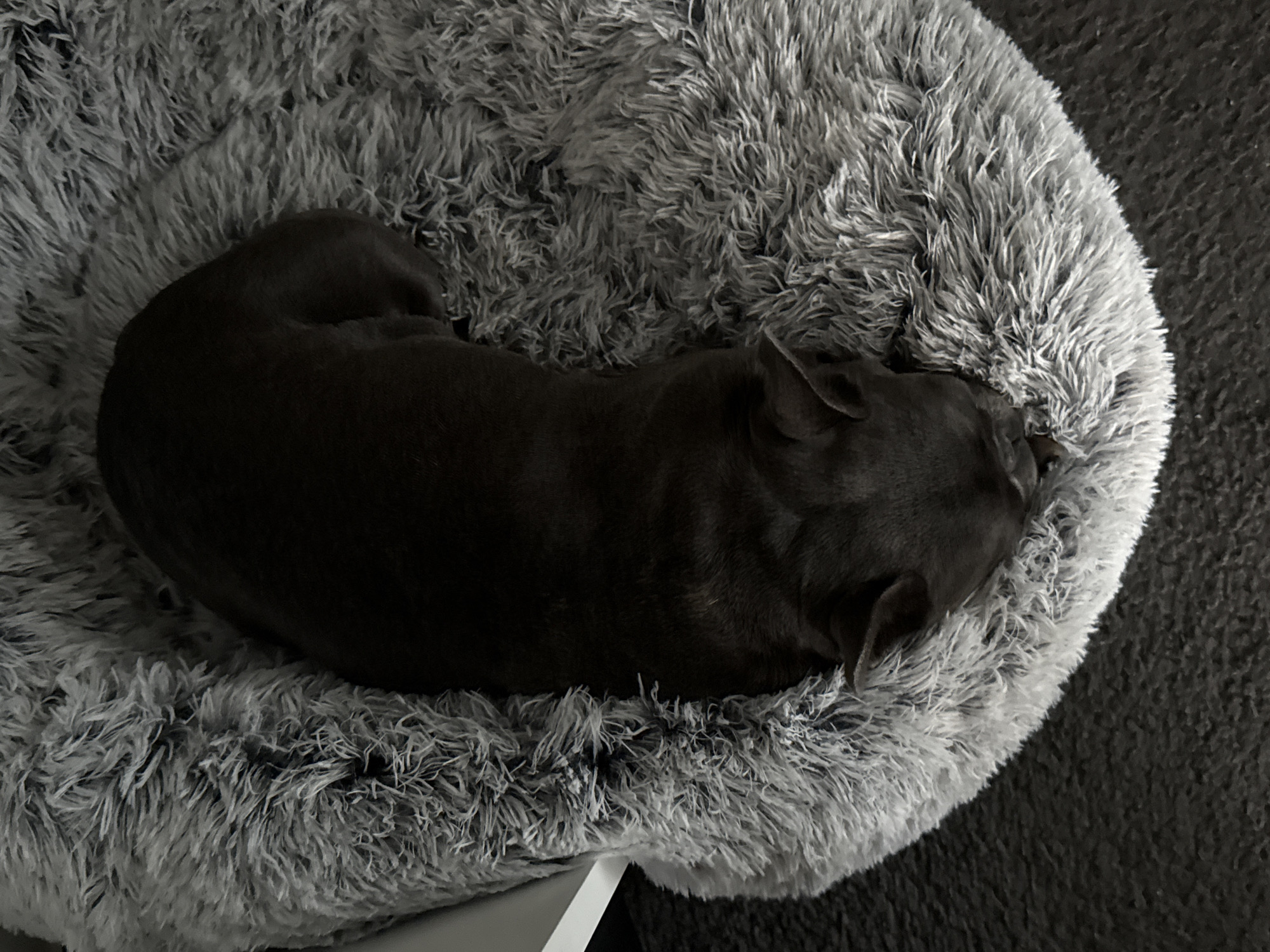 A dark-colored dog is sleeping in a round, plush, gray dog bed. The dog is positioned lengthwise in the bed, with its head tucked towards the bottom of the image and its body curved. The bed has a raised edge with long, fluffy fibers. The background appears to be a dark carpet. The image was taken in Bad Sachsa, Germany.