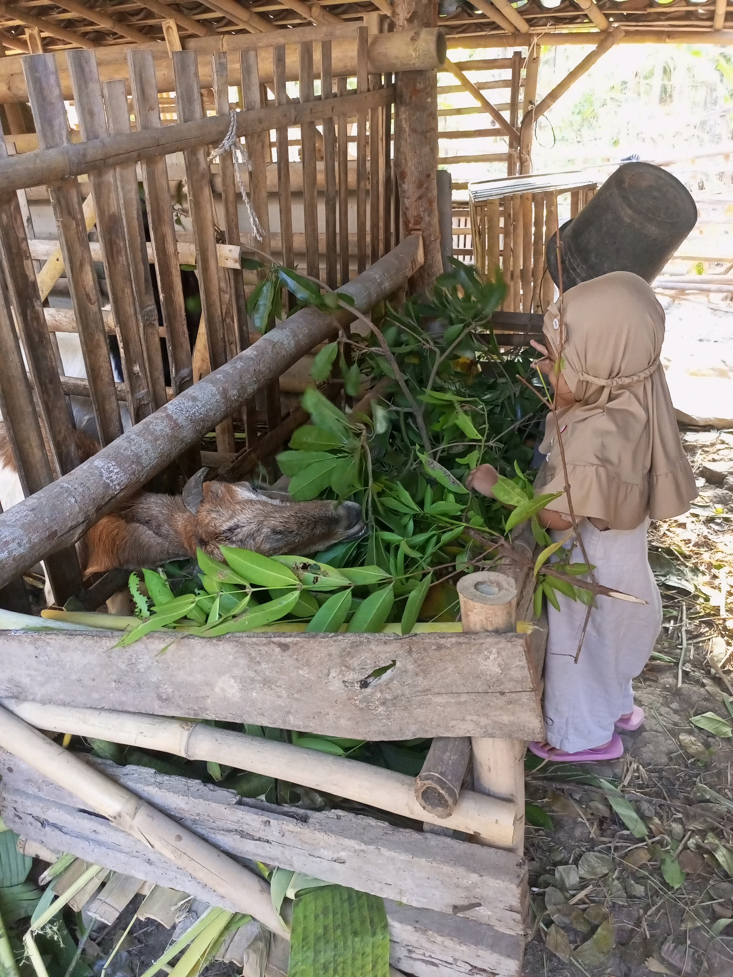 In Nanggulan, Indonesia, a child wearing a tan hijab and a light tan garment is seen from the back at a goat enclosure. The child is standing next to a pile of fresh green leaves, seemingly feeding them to a goat that is lying down inside the enclosure. The enclosure is constructed from bamboo and rough-hewn wood. A large black bucket is positioned behind the child, leaning against the enclosure. The ground is covered with dry leaves and dirt. Sunlight streams into the scene, creating a bright, natural environment.