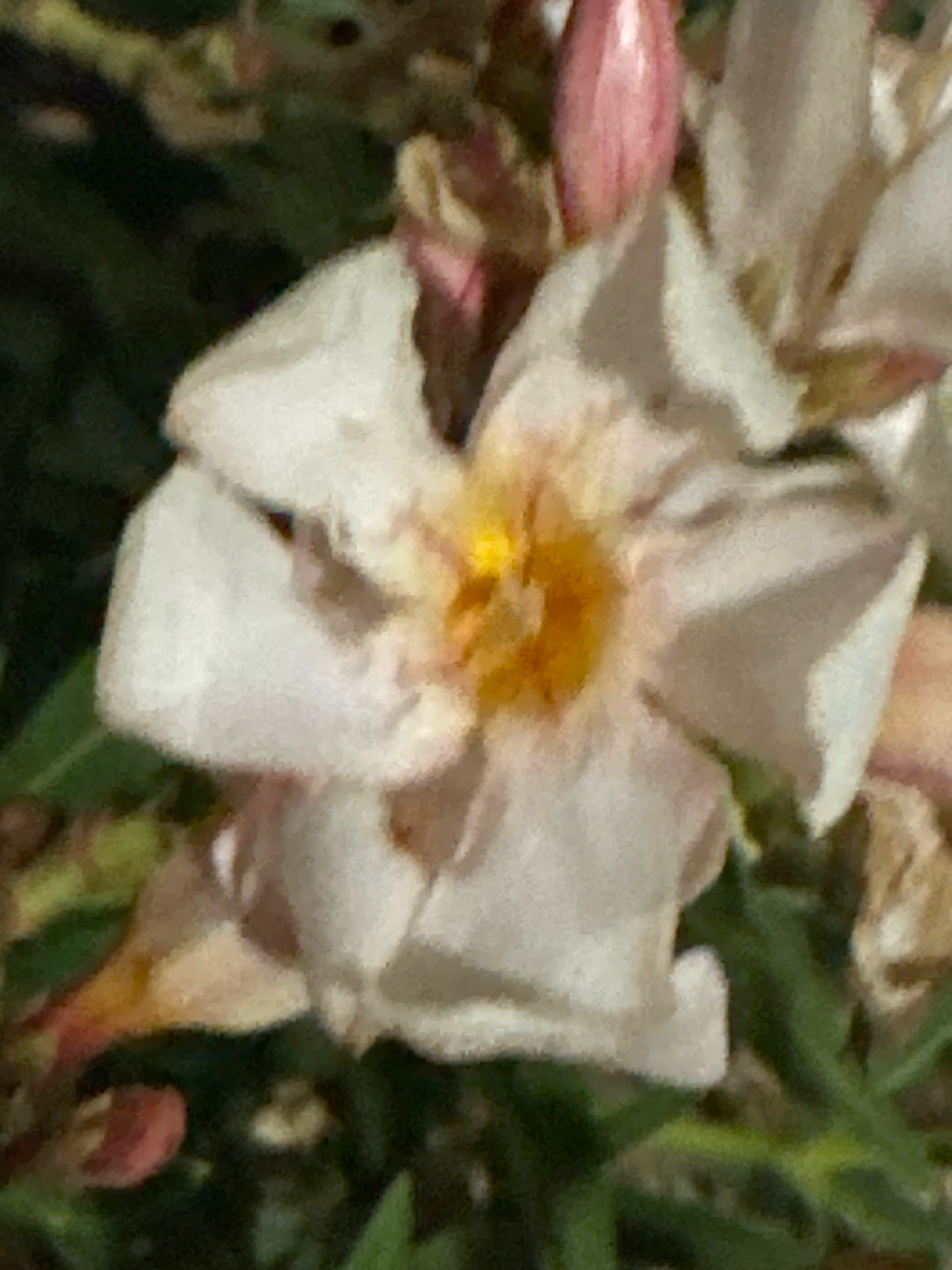 A close-up, slightly blurry, nighttime photograph depicts a white flower with a yellow center. The flower has multiple petals, some of which appear ruffled or layered. There are also pink buds visible in the background, suggesting the flower is part of a larger cluster or plant. The surrounding environment is dark and out of focus, with hints of green foliage. The image appears to have been taken in Agios Tychona Community, Cyprus.