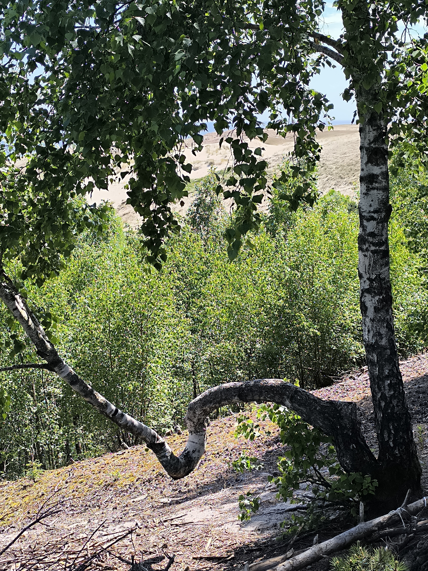 The image depicts a natural scene with a focus on vegetation and a sandy landscape, suggesting a coastal or dune environment. In the foreground, a prominent birch tree with its characteristic white and black bark stands on the right, while another birch tree with a uniquely curved, low-hanging branch extends from the left. The ground is covered with sand, dry leaves, twigs, and sparse patches of moss or grass, indicating a somewhat arid and natural terrain. Behind the foreground trees, a dense forest of green deciduous trees creates a lush backdrop. Further in the distance, a vast expanse of sand dunes is visible, bathed in sunlight, with a hint of the blue sky and possibly water in the far distance. The overall impression is one of a wild, natural landscape. This scene is characteristic of the Curonian Spit, and specifically the area around Nida in Neringa, Lithuania, known for its extensive sand dunes and coastal vegetation. There are no people or animals visible in the image.