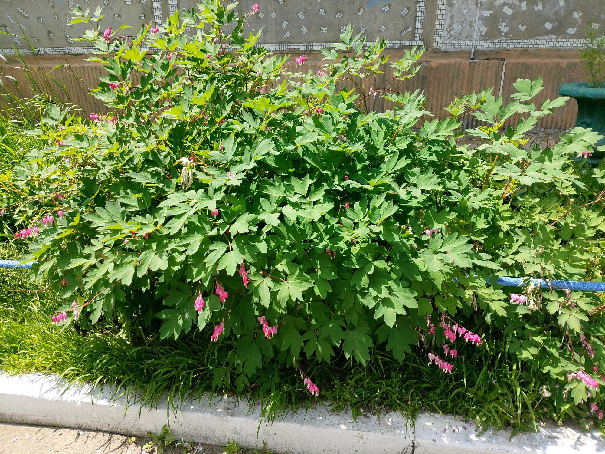 A large bleeding heart bush with green foliage and pink heart-shaped flowers is shown in front of a tiled wall in Yekaterinoslavka, Russia. The bush is bordered by a white concrete curb and lush green grass. A blue metal fence is visible on the left side of the bush. The scene appears to be outdoors during the daytime.