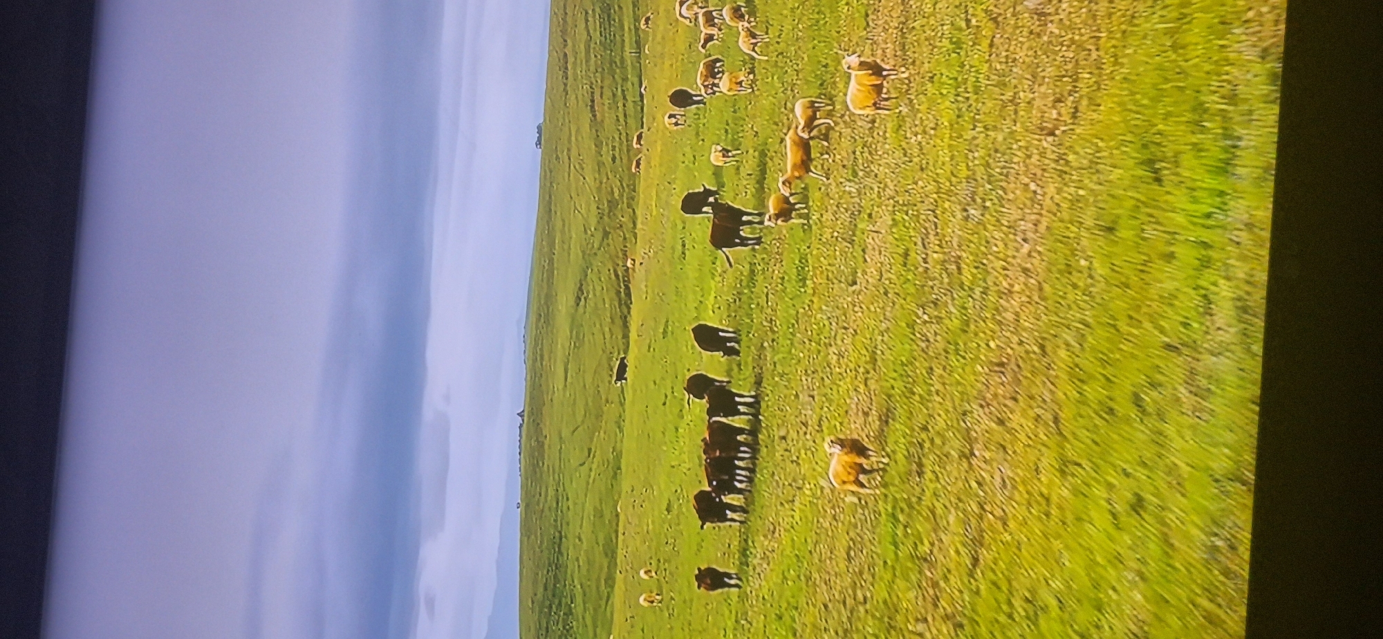 This is a photograph of a herd of sheep and cattle grazing in a vast, undulating green field under a cloudy sky. The landscape appears rural, with rolling hills stretching into the distance. There are no discernible buildings or structures that would indicate a specific location within Bila Tserkva, Ukraine. The animals are spread out across the field, with some gathered in groups and others grazing individually. The lighting suggests it is daytime, possibly overcast.
