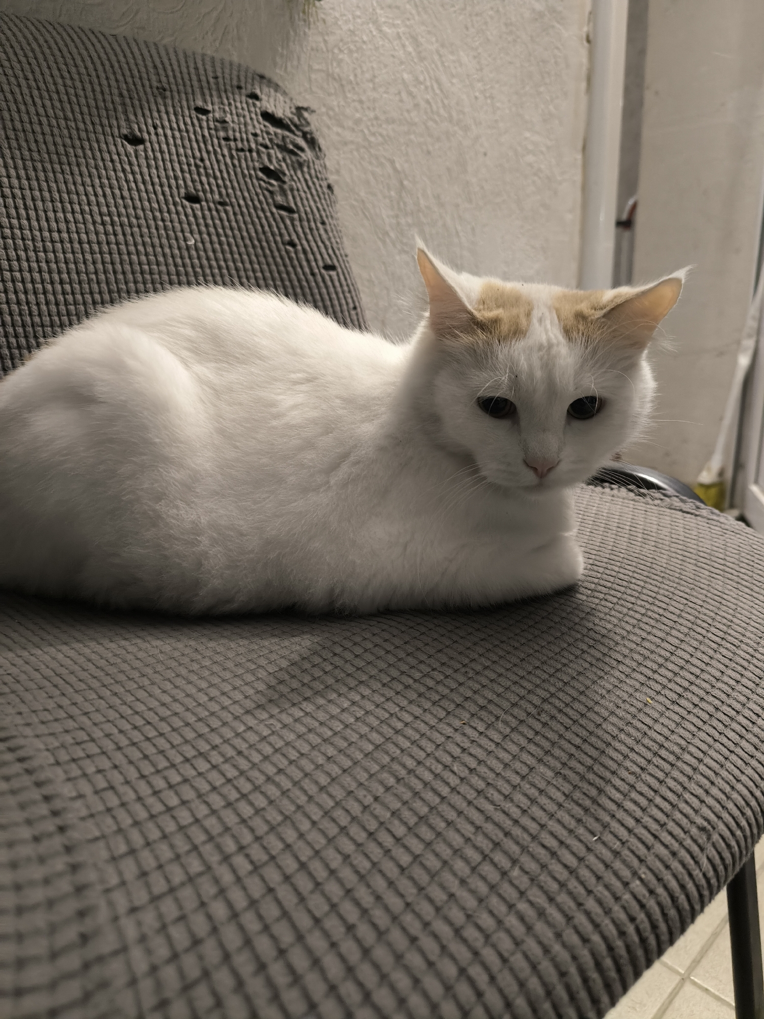 A medium shot captures a white cat with orange markings on its head, comfortably loafing on a dark grey fabric chair. The chair appears to have some wear and tear, with visible holes on the backrest. The cat is facing the camera, with its eyes looking slightly downward. The background is dimly lit and out of focus, with a textured wall and some vertical elements suggesting a domestic environment. The scene is set indoors, likely in a residential setting. There is no information available regarding the location in the city of Sochi, Russia.