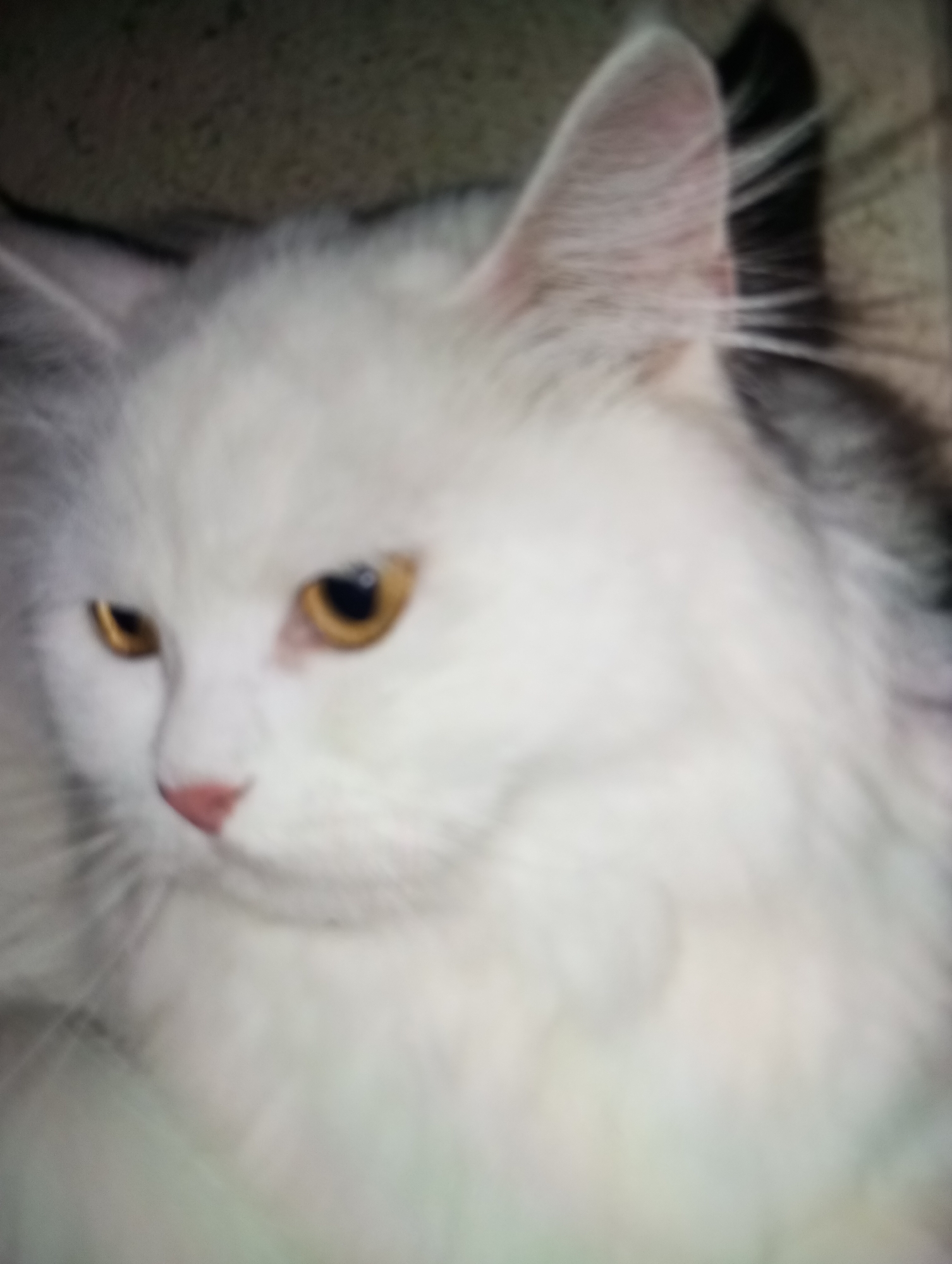 The image is a close-up, blurry shot of a white cat's face. The cat has prominent golden eyes and a pink nose. Its fur appears long and fluffy. The background is out of focus and appears to be a textured surface. No specific location in Zahorna, Moldova, can be identified from the image.