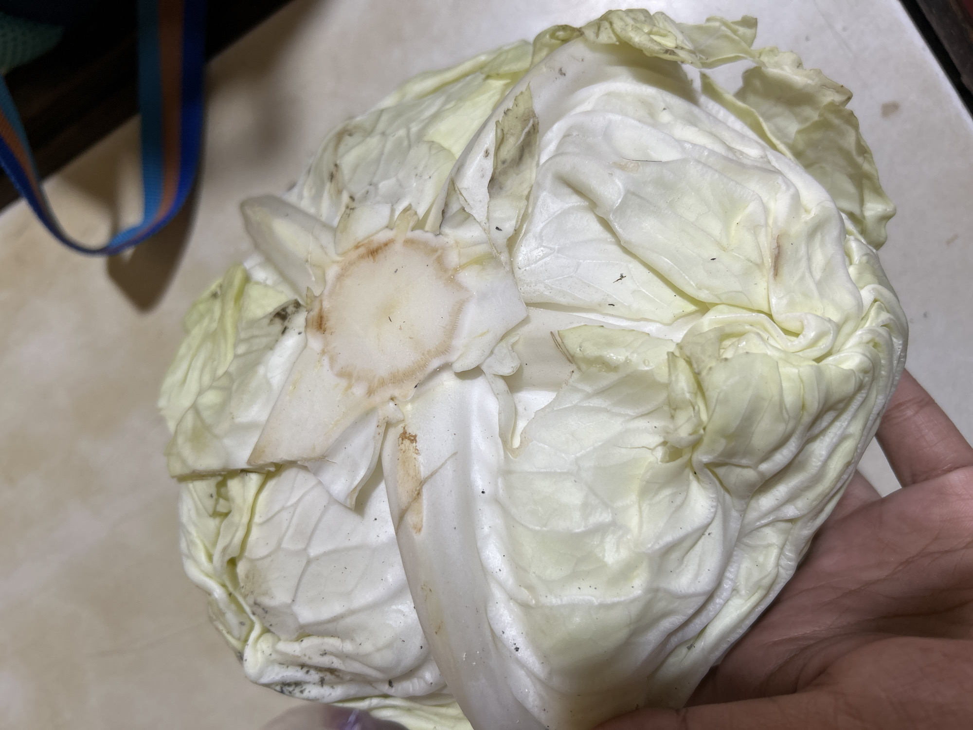 A whole cabbage with some browning and discoloration on its outer leaves is held in a person's hand. The cabbage is pale green and white, with some dirt and specks visible on its surface. The person's hand is visible on the right side of the image, and a blurry strap with blue, orange, and black stripes is visible in the upper left corner. The background is a plain, light-colored surface. This scene is likely indoors, possibly in a kitchen, in Depok, Indonesia.