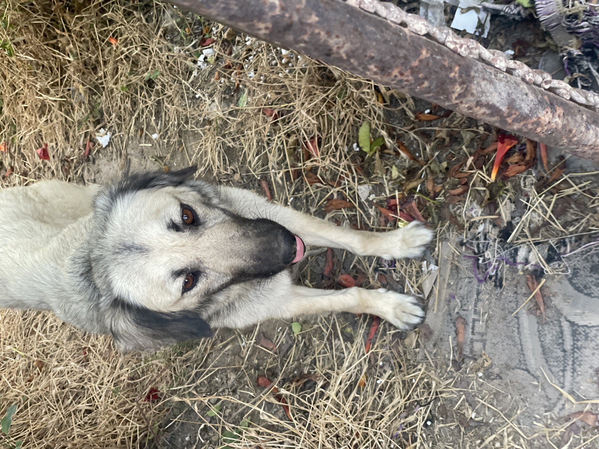 A medium-sized, light-colored dog with dark gray markings on its head and ears stands on dry grass and dirt. The dog's tongue is slightly out. To the right of the dog, a rusted metal pole stands vertically. Scattered on the ground are dry leaves, small white objects, and some red and orange flower petals. The overall scene suggests an outdoor, possibly neglected, area. The location is identified as Aktau, Kazakhstan.