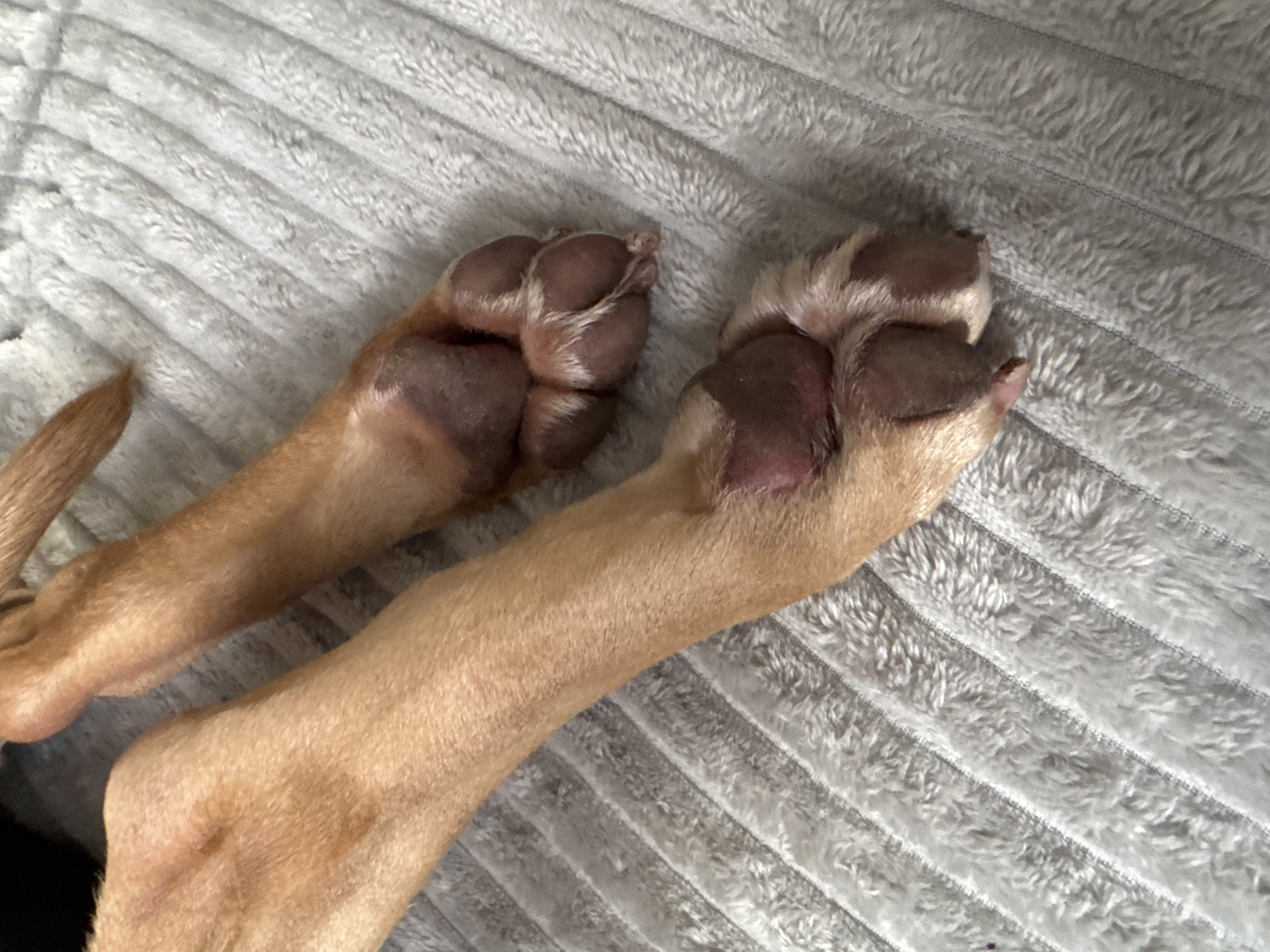 The image shows a close-up view of two dog paws resting on a textured gray blanket. The dog's fur is a light brown or tan color. The paws have dark brown pads and lighter fur around the toes. One paw is closer to the foreground and is slightly out of focus, while the other paw, further back, is sharper. The blanket has a ribbed texture with raised lines. There is no indication of the city of Monino, Russia, in the image.