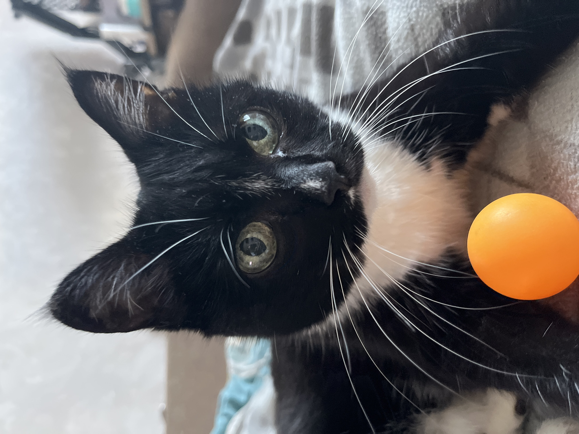 The image is a close-up, eye-level shot of a black and white kitten. The kitten is looking directly at the camera with its green eyes. It has long white whiskers and white markings on its chest and nose. An orange ping pong ball is positioned in front of the kitten, near its paws. The background is blurred, but appears to be a soft surface, possibly a blanket or couch, with some hints of other objects and a light-colored wall. The image does not provide any information about the location in Moscow, Russia.