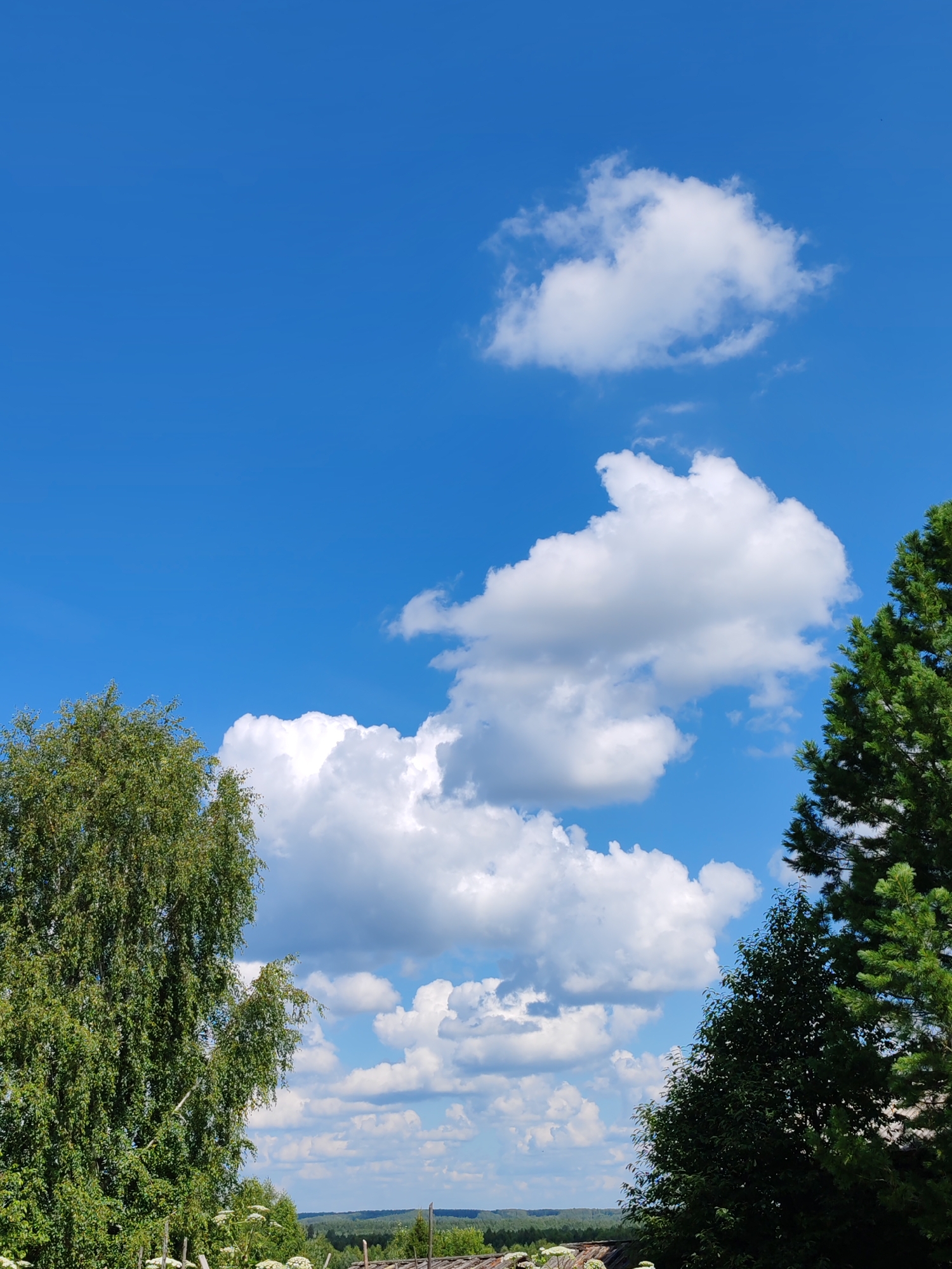 A bright, clear day is depicted in this image, which appears to be a rural landscape in or near Чухлэм, Russia. The sky is a vibrant blue, dotted with fluffy white cumulus clouds. Two large trees, one a deciduous tree with green foliage on the left and a coniferous tree on the right, frame the scene. In the background, a distant forest stretches across the horizon, with hints of a small settlement or houses visible beneath the trees. The overall impression is one of natural beauty and tranquility, typical of a summer day in the countryside.