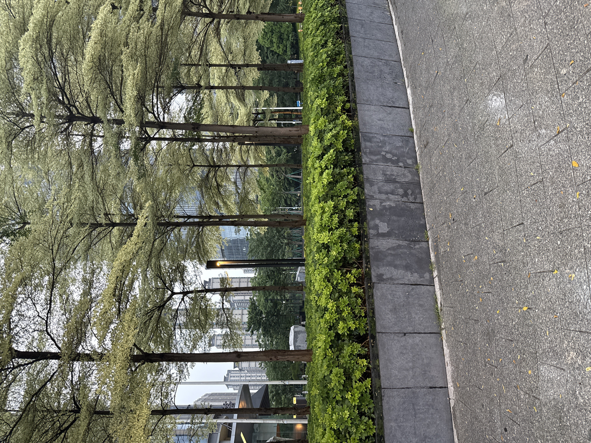 This media file depicts an outdoor scene in Haizhu District, China, likely during the daytime under overcast or cloudy weather conditions. The image is oriented vertically, presenting a view looking upwards and across a paved pathway bordered by a manicured hedge and a row of trees.
The foreground is dominated by a textured gray paved walkway, with visible joins between the stone tiles. Adjacent to the pathway is a neatly trimmed, vibrant green hedge, forming a distinct border. Behind the hedge, a line of slender trees with sparse, light-colored foliage stretches across the frame. Their branches are intricate, with a delicate, almost feathery appearance, suggesting they might be deciduous trees in a period of new growth or with a particular growth habit.
In the background, several modern buildings with reflective windows are visible, interspersed with patches of darker green trees, hinting at an urban or suburban environment. There are streetlights present, some with visible bulbs. The overall impression is one of a well-maintained public space, possibly a park, promenade, or streetscape within a developed area. No people are visible in the frame. The lighting suggests it's not bright sunlight, perhaps early morning, late afternoon, or simply a cloudy day. No discernible text is present in the image.