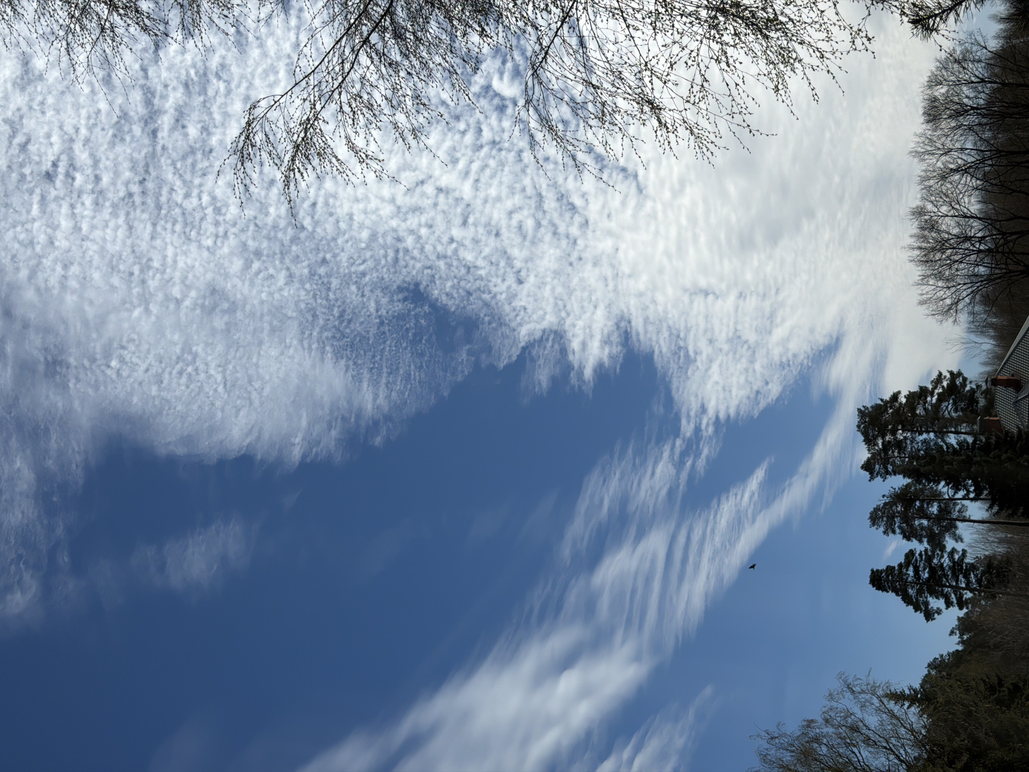 The image presents an upward view of a clear blue sky, dynamically filled with various cloud formations and framed by an array of trees, suggesting a spring day in Dreiliņi, Latvia.
In the upper portion of the frame, delicate, bare branches of deciduous trees, possibly with early buds, stretch across, creating a natural canopy. These branches are set against a backdrop of white, textured clouds that form a ripple-like or patchy pattern, indicative of altocumulus or cirrocumulus formations.
The central and lower-right sections of the sky display long, wispy streaks of white clouds, likely cirrus, flowing across a deeper blue. On the right side, tall, dark silhouettes of evergreen trees, such as pines, ascend into the frame, their dense foliage providing a strong contrast against the bright sky. A glimpse of a dark-colored roof or building edge is visible at the lower right, partially obscured by the trees.
A solitary small, dark bird is captured in flight within the expansive blue, adding a sense of scale and movement. The bright, clear illumination points to a sunny mid-day or afternoon, enhancing the feeling of a crisp spring environment. The combination of budding branches and evergreen trees is consistent with the provided location context of Dreiliņi, Latvia. No text is visible in the image.
