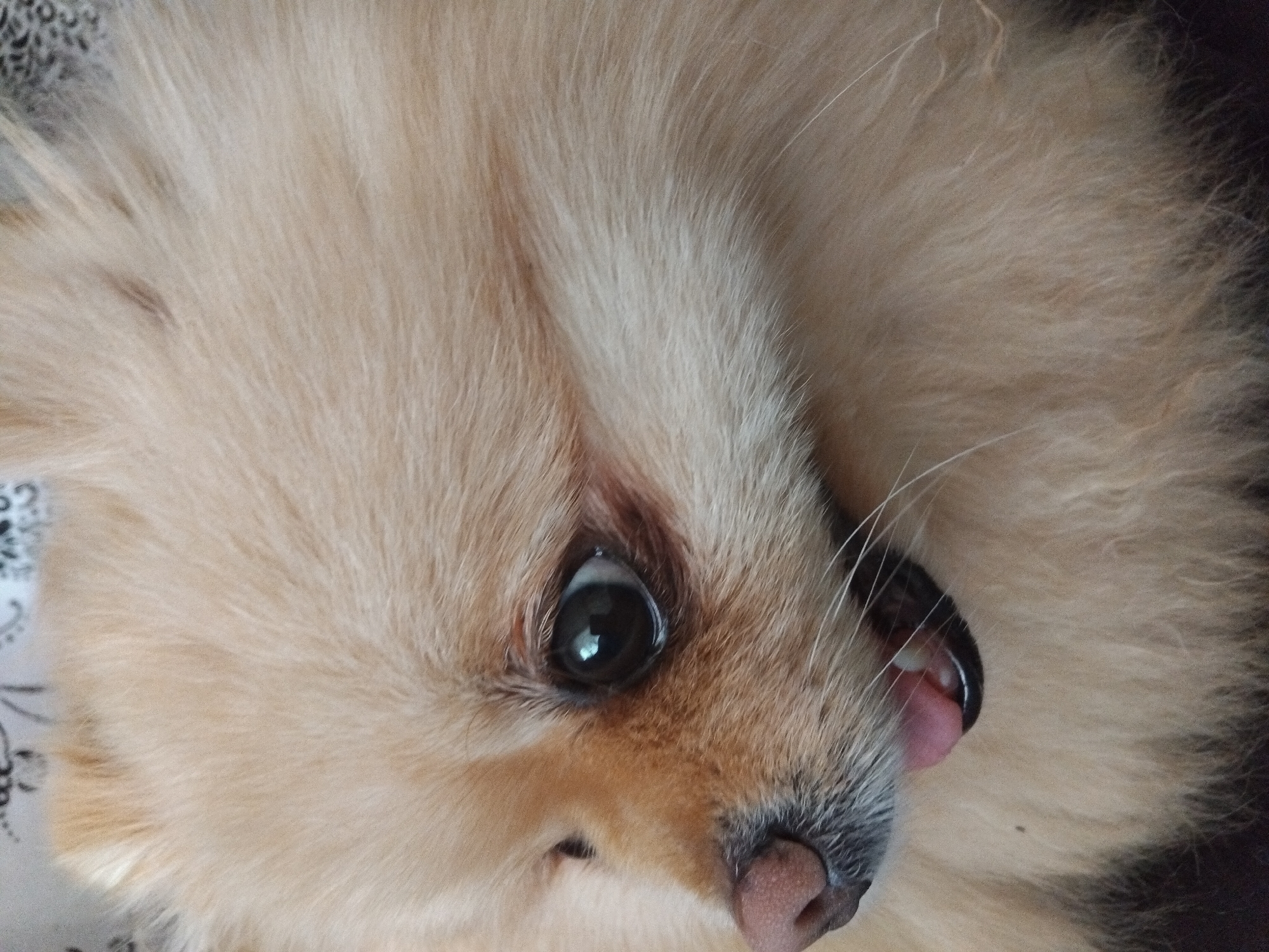 A close-up, eye-level, full-frame shot focuses on the side profile of a Pomeranian dog's face. The dog has light brown fur, with its mouth slightly open, revealing a pink tongue and a small white tooth. Its dark eye is visible, reflecting the surrounding light. The dog appears to be indoors, with a patterned fabric or surface visible in the background, though the details are obscured by the dog's fur. No specific location in Apriltsi, Bulgaria can be determined from the image.