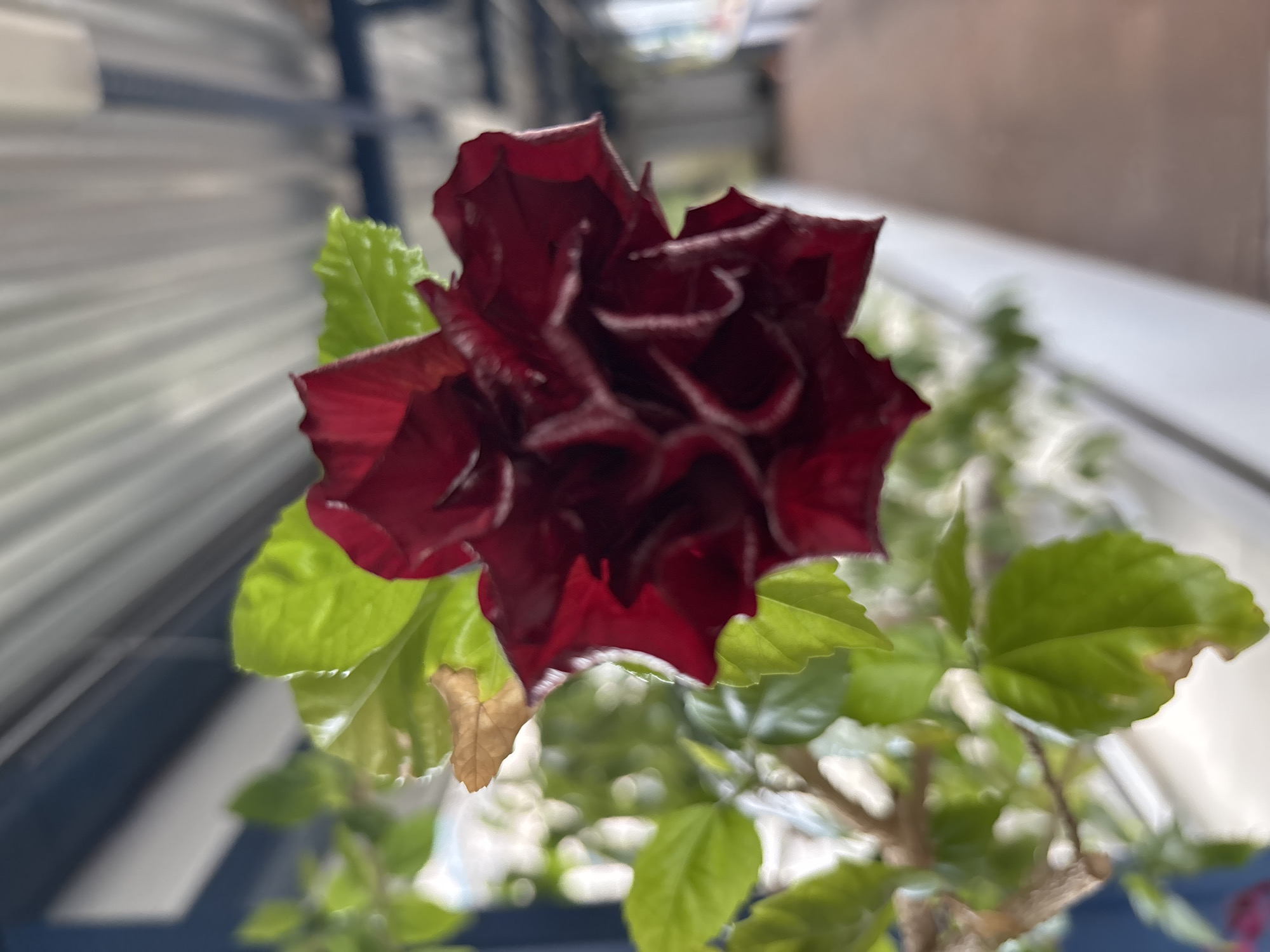 A close-up, slightly out-of-focus shot of a dark red, multi-petaled flower, possibly a hibiscus, is featured against a blurred background. The flower's petals are ruffled and appear velvety, with some lighter red or pinkish veining visible. Several bright green leaves, some with browning tips, surround the flower, attached to a brown stem. The background shows a walkway with a brown floor and a railing. Above the walkway, there is a blue ceiling or structure with visible blinds. The lighting suggests an indoor setting, possibly a greenhouse or a well-lit room. No people or animals are visible in the image. The scene is devoid of any specific details that would place it in the city of Khimki, Russia.
