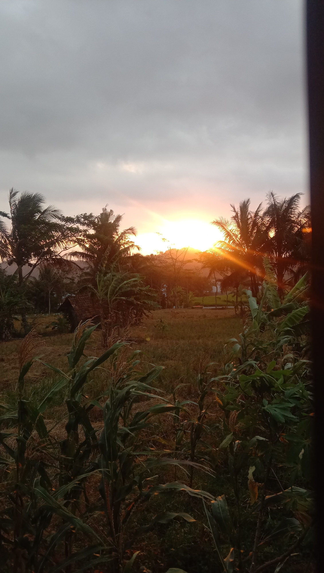 An outdoor, slightly low-angle, full shot captures a rural landscape during sunset in Paguyangan, Indonesia. The sky is dominated by gray clouds, with the sun peeking through on the right, casting a bright orange glow with distinct sunbeams. In the foreground, lush green corn stalks and other foliage are visible, with some dry grass and dirt patches behind them. A small, rustic hut with a thatched roof sits in the middle ground, surrounded by palm trees and banana trees. The background features rolling hills and more trees silhouetted against the sunset. A dark, vertical element, possibly a doorframe or window, frames the right side of the image.