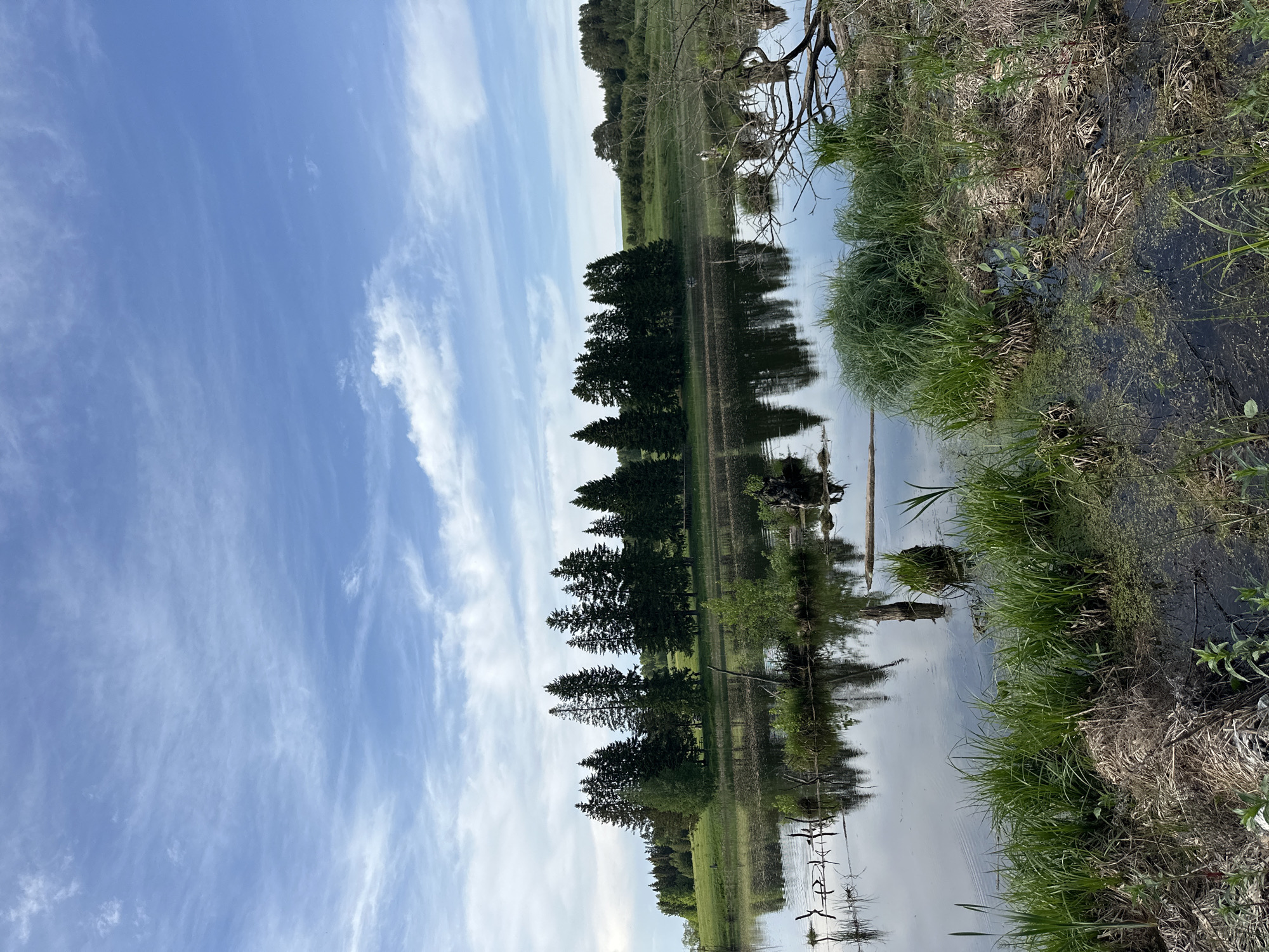 The image shows a calm body of water reflecting the sky and trees. The sky is a light blue with wispy clouds. A line of evergreen trees is reflected in the water, along with some brush and dead branches. The shoreline is vegetated with tall grass and weeds. There is no evidence to support that the image is of Bormist, Russia.