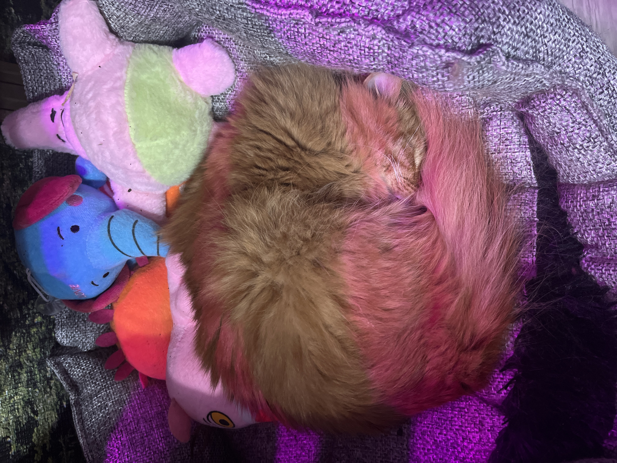 A top-down shot depicts a sleeping cat curled into a ball next to several plush toys on a gray woven blanket. The cat has brown fur and appears to be tucked tightly with its tail wrapped around its body. Next to the cat is a pink and green stuffed animal, a blue elephant plush, and an orange plush. The lighting casts a purplish hue over the scene. This scene does not contain information that it is from the city of Chaikovsky, Russia.
