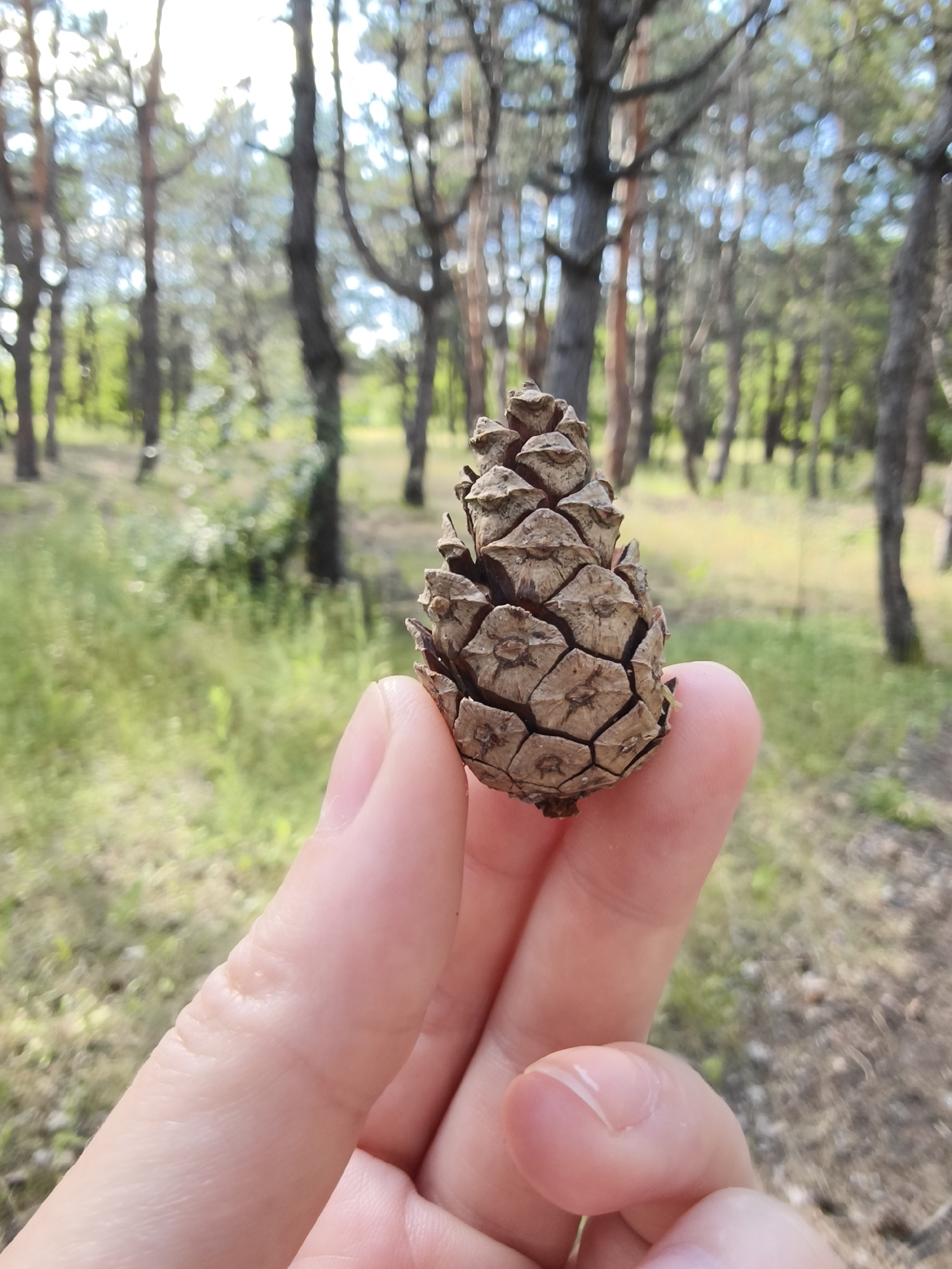 A close-up shot shows a person's fingers holding a brown pinecone. The pinecone is detailed with visible scales. The background is a forest setting with numerous trees, some with dark bark and others appearing lighter. The ground is covered in dry leaves and grass. The overall lighting suggests it is daytime, possibly with some sunlight filtering through the trees. The scene evokes a sense of nature and outdoor activity. The location context is Shyroke, Ukraine. There is no visible text in the image.