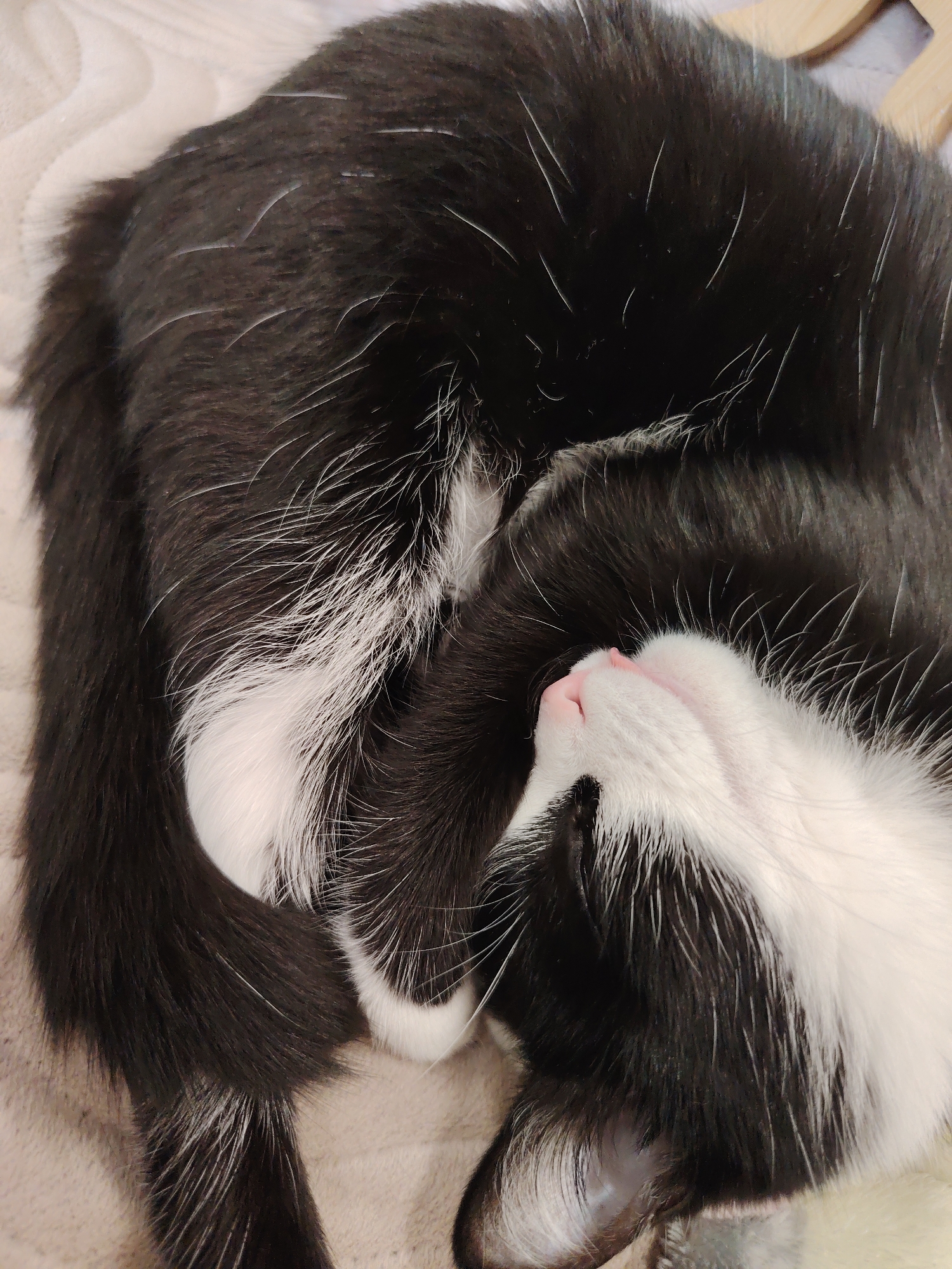 A black and white cat is curled up and sleeping on a light-colored surface. The cat's fur is predominantly black with white markings on its face, chest, and paws. Its eyes are closed, and its head is tucked into its body, creating a compact sleeping position. The background is softly blurred, suggesting a shallow depth of field. The lighting appears to be natural or indoor ambient light.