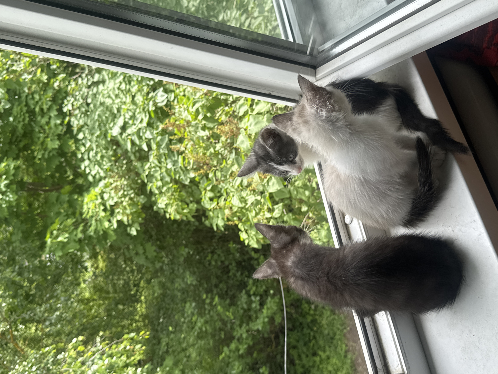 Three kittens are perched on a white windowsill, looking out at a dense, green forest. The kitten on the far left is dark gray or black and facing away from the camera. In the center, a light-colored kitten with gray markings on its head is nestled next to a dark gray and white kitten. The dark gray and white kitten is looking towards the other two, with its head tilted. The window frame is white and partially visible on the right side of the image. The background is filled with lush foliage and trees, suggesting an outdoor setting. The scene appears to be located in Zaokskiy, Russia, given the presence of the distinctive window frame and the natural, wooded environment.