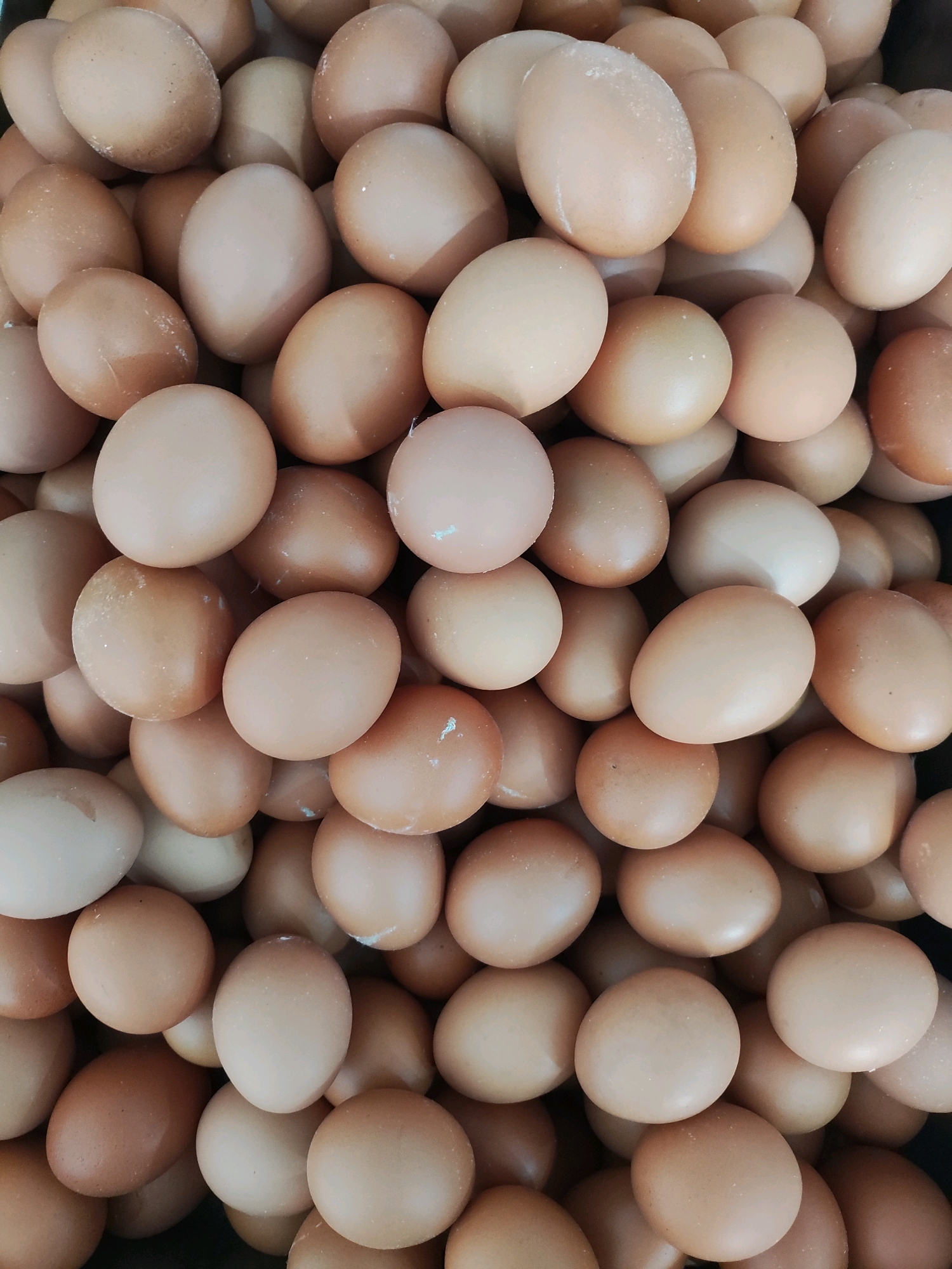 A high-angle, close-up, full-frame shot shows a pile of brown chicken eggs. The eggs are of various sizes and shades of brown, with some appearing lighter or darker than others. They are densely packed together, filling the entire frame. The lighting is bright and even, highlighting the smooth texture of the eggshells, some of which have a slightly speckled appearance. There are no people or other objects visible in the image, and the background is a dark, indistinct surface. The eggs appear to be raw and unprocessed.
This image was taken in a market stall located in the city of Wanajaya, Indonesia, specifically in the area of Pasar Jatijajar. The scene depicts a common display of fresh produce available for sale to local consumers.
