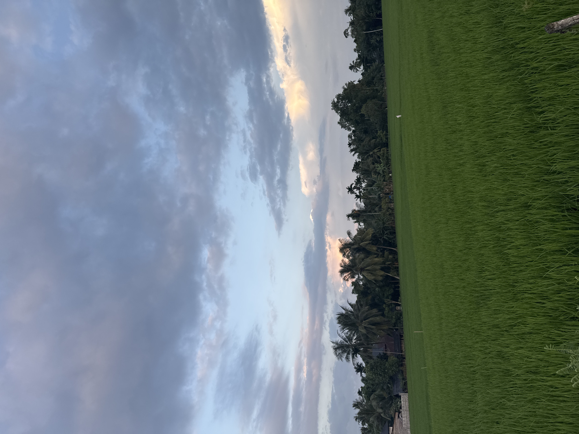 The image depicts a verdant rice paddy field stretching into the distance, bordered by a dense line of tropical trees, including numerous palm trees, under a vast, cloudy sky. The sky is a mosaic of grays, blues, and soft pinks and yellows, suggesting either dawn or dusk. In the left mid-ground, there are some buildings and a fence, indicating a settlement near the agricultural land. A small white object, possibly a marker or a bird, is visible in the field towards the right mid-ground. The overall scene is one of rural tranquility and natural beauty in Blangseureukuy, Indonesia.