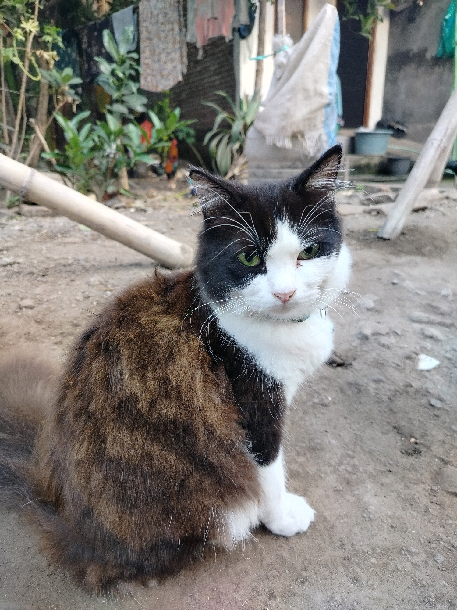 A medium shot captures a black and white cat with long, fluffy fur sitting on a dirt ground outdoors. The cat's fur is primarily a mix of brown and black, with white patches on its chest and face. It has striking green eyes and white whiskers. The cat is wearing a light blue collar with a small, silver tag. In the background, a wooden structure, laundry hanging on a line, and lush green plants are visible, suggesting a domestic or semi-domestic environment. The overall impression is one of a relaxed, domestic animal in a somewhat rural or unkempt outdoor setting, potentially in the city of Beloh, Indonesia.