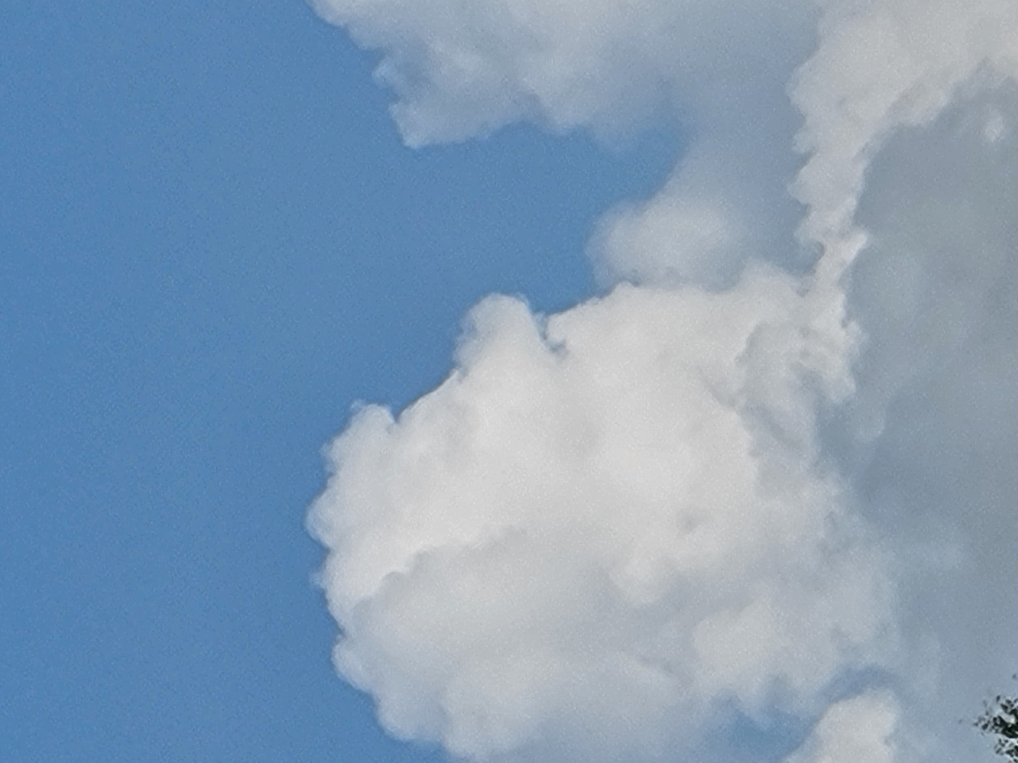 A close-up, low-angle shot captures fluffy white cumulus clouds against a vibrant blue sky. The clouds are dense and voluminous, with soft, rounded edges. One prominent cloud formation on the left resembles a profile of a face, with a distinct nose and chin. The sky is clear and expansive, suggesting a bright, sunny day. The bottom edge of the image shows a hint of green foliage, likely trees, hinting at an outdoor environment. No people or specific landmarks are visible in this abstract depiction of the sky.
