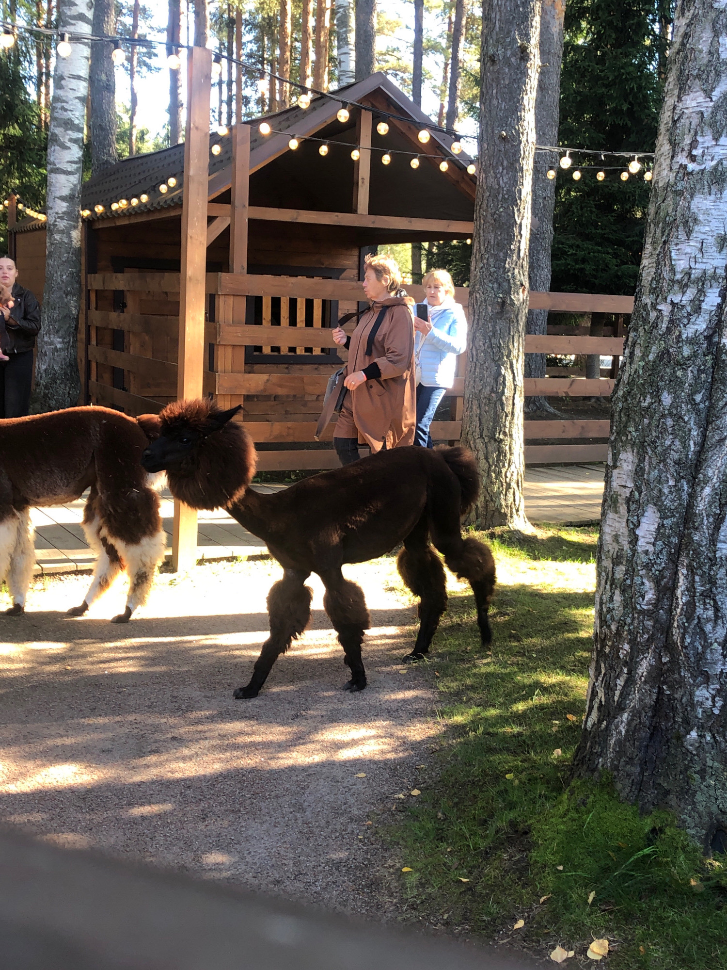 In Syar'gi, Russia, two alpacas are walking on a gravel path in a wooded area. One alpaca is dark brown with a fluffy mane and hindquarters, while the other is brown and white. The alpacas are near a wooden structure with a fence and string lights overhead. Two women are standing in the background, observing the animals. The environment is natural, with trees and grass surrounding the path. The lighting suggests it is daytime, possibly late afternoon, as evidenced by the long shadows cast on the ground.