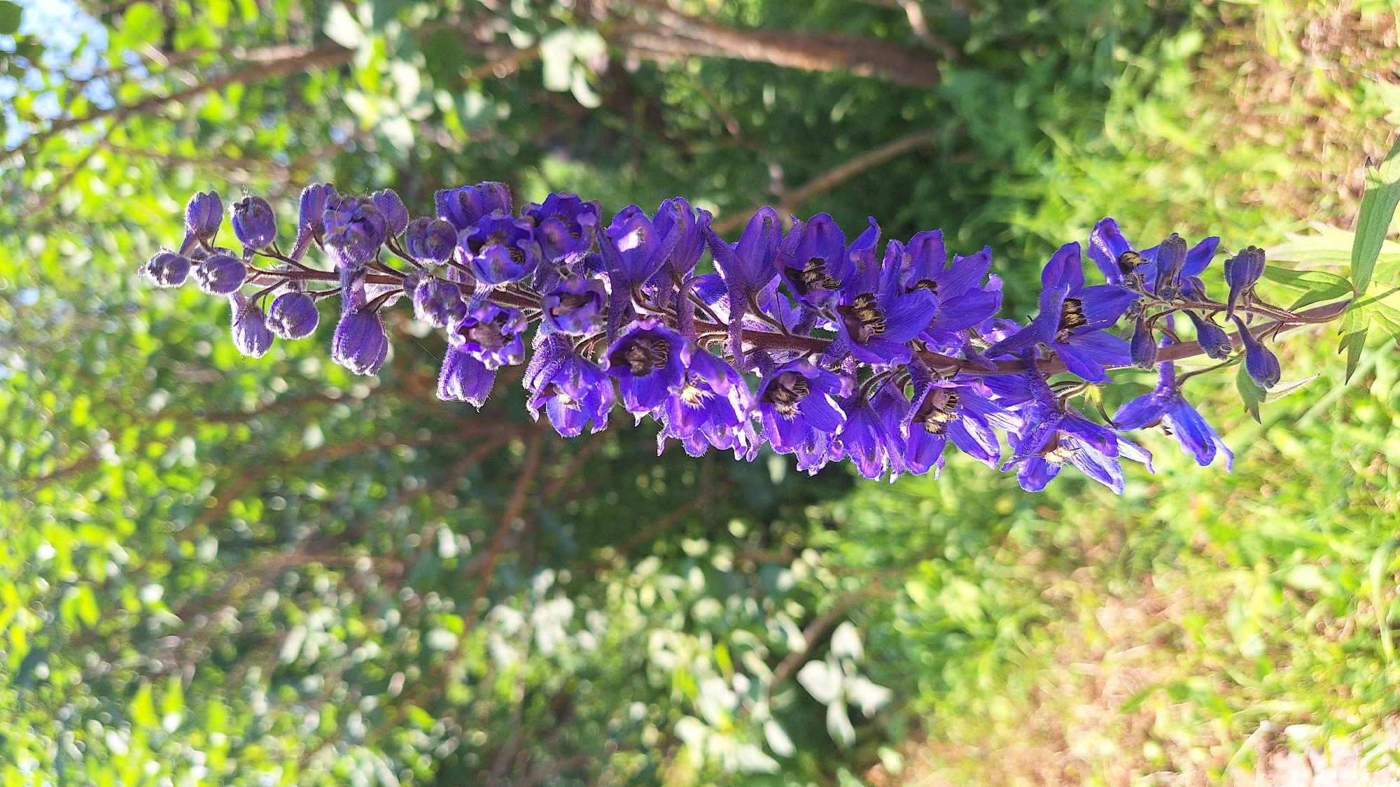 A tall stalk of vibrant purple delphinium flowers stands in the foreground, its many blooms arranged in an ascending spire. The flowers are a deep, rich purple, with some appearing as tightly closed buds at the top, while others are fully open, revealing dark centers and delicate petals. The stalk itself is a rich brown, with hints of green leaves emerging from its base.
The background is a soft blur of green foliage and tree branches, suggesting an outdoor setting, possibly a garden or park. The sunlight filters through the leaves, creating a dappled effect. The ground below the flowers is covered in green grass and some dry, brown foliage, adding texture to the scene.
The overall impression is one of natural beauty and vibrant color, with the delphinium being the clear focal point. No people or animals are visible in the image. The image appears to be a close-up photograph taken in a natural outdoor environment, likely during daylight hours.