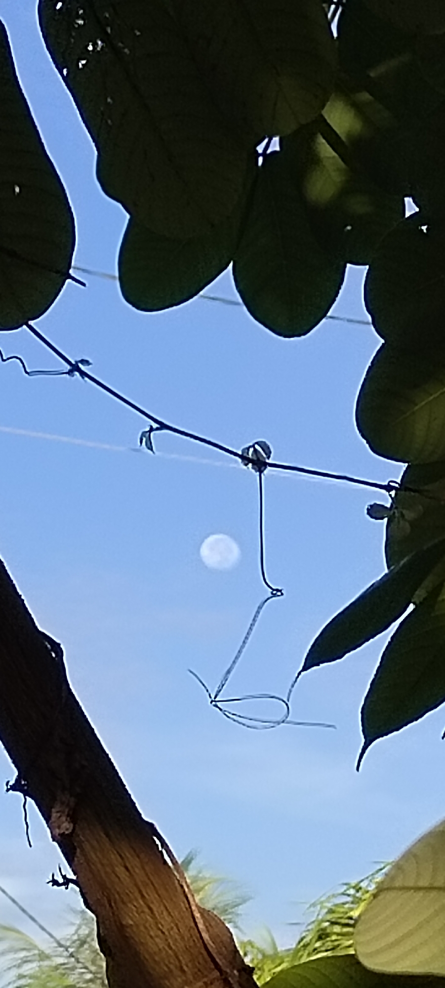 This image depicts a view looking upwards through foliage towards a hazy full moon in a bright blue sky. The foreground is dominated by the rough, brown bark of a tree trunk on the left and large, dark green leaves at the top and right. A thin, dark wire stretches diagonally across the frame, attached to the tree and other unseen points. Several small, thin vines or tendrils are attached to this wire, one of which is loosely looped. In the upper portion of the sky, the full moon is visible as a pale, slightly blurry disk. The image was captured on February 27, 2024, at 11:58 AM in Lhokseumawe, Indonesia, at an elevation of approximately 10 meters above sea level. The location is characterized by its tropical climate and lush vegetation.