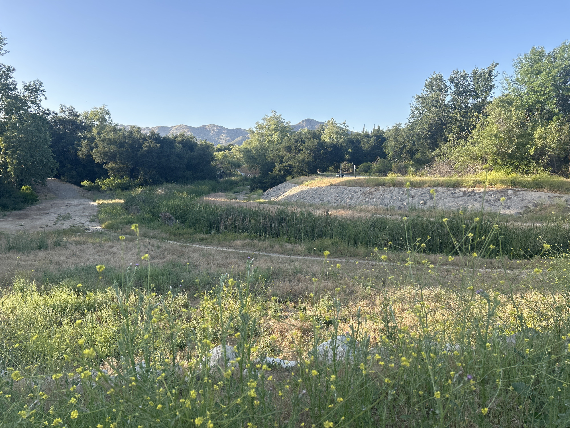The image captures a natural scene within Oak Park, California. A landscape dominated by wild vegetation including tall grasses, flowering plants with small yellow blossoms, and scattered scrub, fills the foreground. The background features a dry riverbed with established trees lining its banks and low mountains visible in the distance under a clear, blue sky. A man-made stone retaining wall runs through the mid-ground, suggesting some human intervention in the natural landscape, and a path can be discerned winding alongside the dry riverbed. No people are visible within the frame.