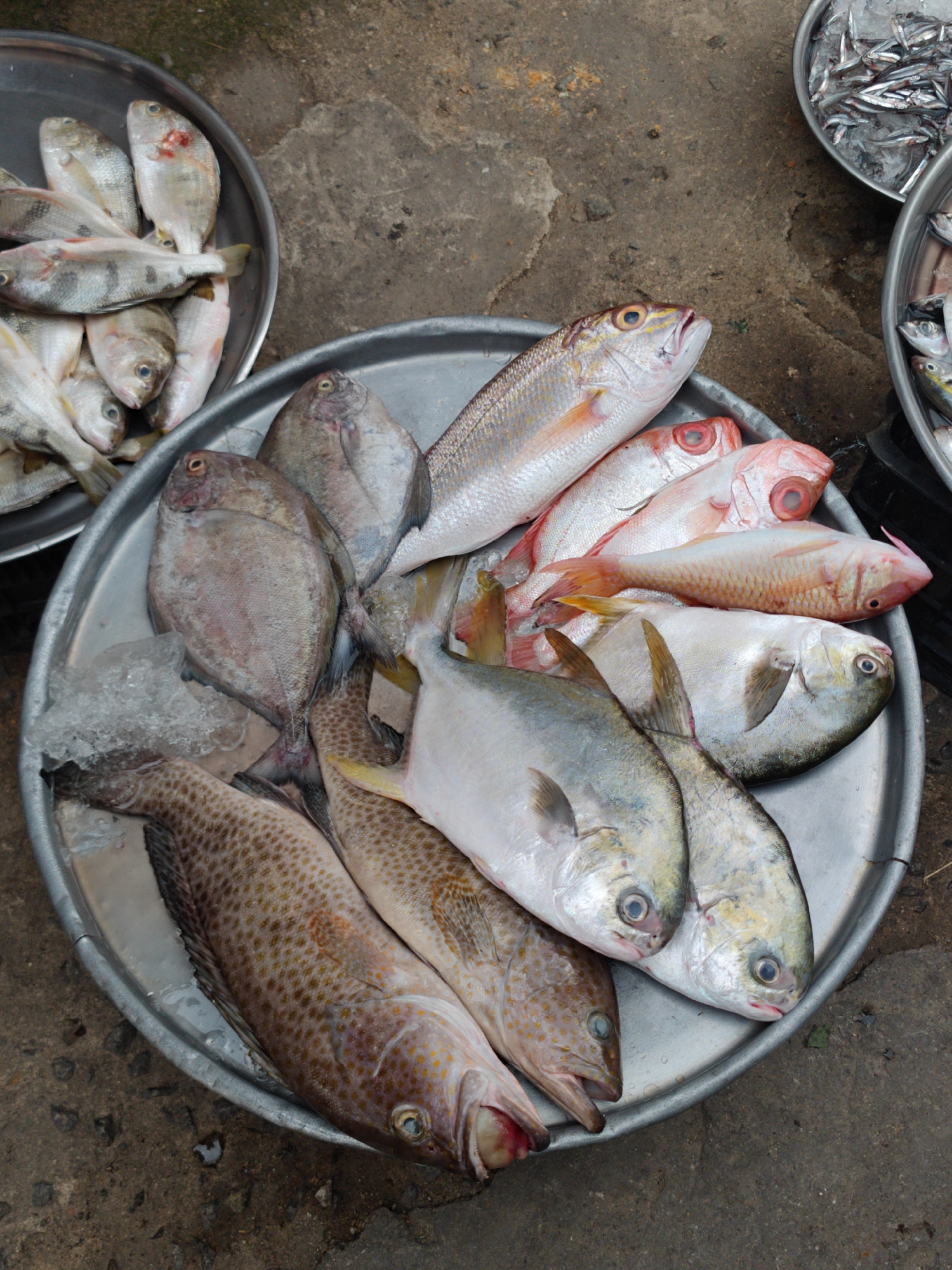 This overhead shot showcases an assortment of fresh fish displayed in a market, typical of Da Lat, Vietnam. The central focus is a large, round, silver-colored metal tray filled with various species, some nestled on crushed ice to preserve their freshness.
On this main tray, several types of fish are evident. In the center, there are multiple medium-sized, silvery-white, flat-bodied fish, possibly pomfrets. Towards the top right, several elongated, reddish-pink fish, potentially red snappers or similar species, stand out with their vibrant color. At the bottom left, two large, elongated fish with distinctive spotted patterns, resembling groupers or rockfish, are laid out.
To the top left, a smaller, partial metal tray contains smaller, silvery fish, possibly a type of perch or sardine. In the upper right background, another smaller, round metal bowl is packed with very small, silvery fish, likely anchovies, also accompanied by ice. A third partial tray of fish is visible on the far right edge of the image.
The trays rest directly on a textured, grey concrete or paved surface, which appears worn and slightly damp in areas. The scene depicts a common market setup for selling fresh seafood. No people or text are visible, providing a direct and unadorned view of the produce.