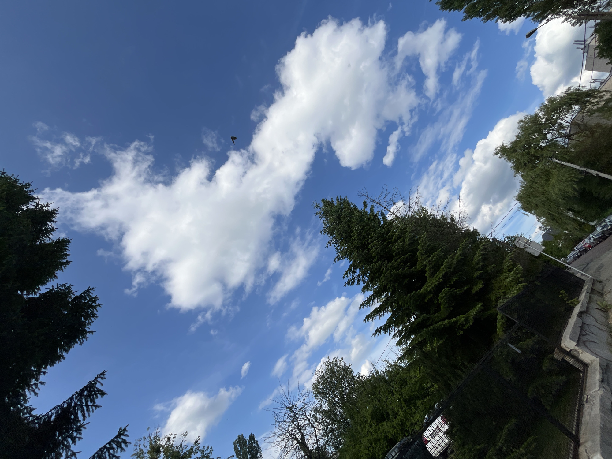 The image captures a view of a sky filled with puffy white clouds against a clear blue backdrop, partially obscured by the branches and foliage of green trees. The perspective appears to be looking upward from a location adjacent to an urban area, hinted by the presence of trees. A small, dark shape, possibly a bird in flight, is visible in the upper left part of the frame. The angle of the shot and the presence of trees indicate that the location is likely near a park or a tree-lined street within the city of Unknown.