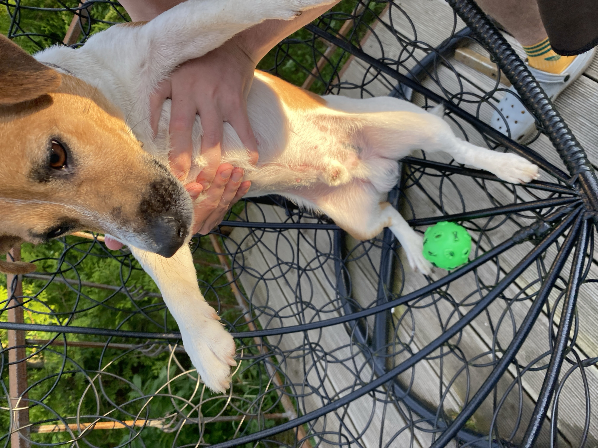 In Bol'shoe Zaborod'e, Russia, a person is holding a small dog, likely a Jack Russell Terrier, in an outdoor setting. The dog has white and tan markings. It is being held up, with its front paws extended and its hind legs dangling. A bright green, textured ball lies on the wooden deck beneath the dog. The dog is partially enclosed within a black, wire-frame chair or structure, which has a decorative, circular pattern. Behind the chair, a fence or railing is visible, and beyond that, dense green foliage suggests a natural or garden environment. The lighting indicates it is daytime, with sunlight casting shadows and highlighting the dog's fur.