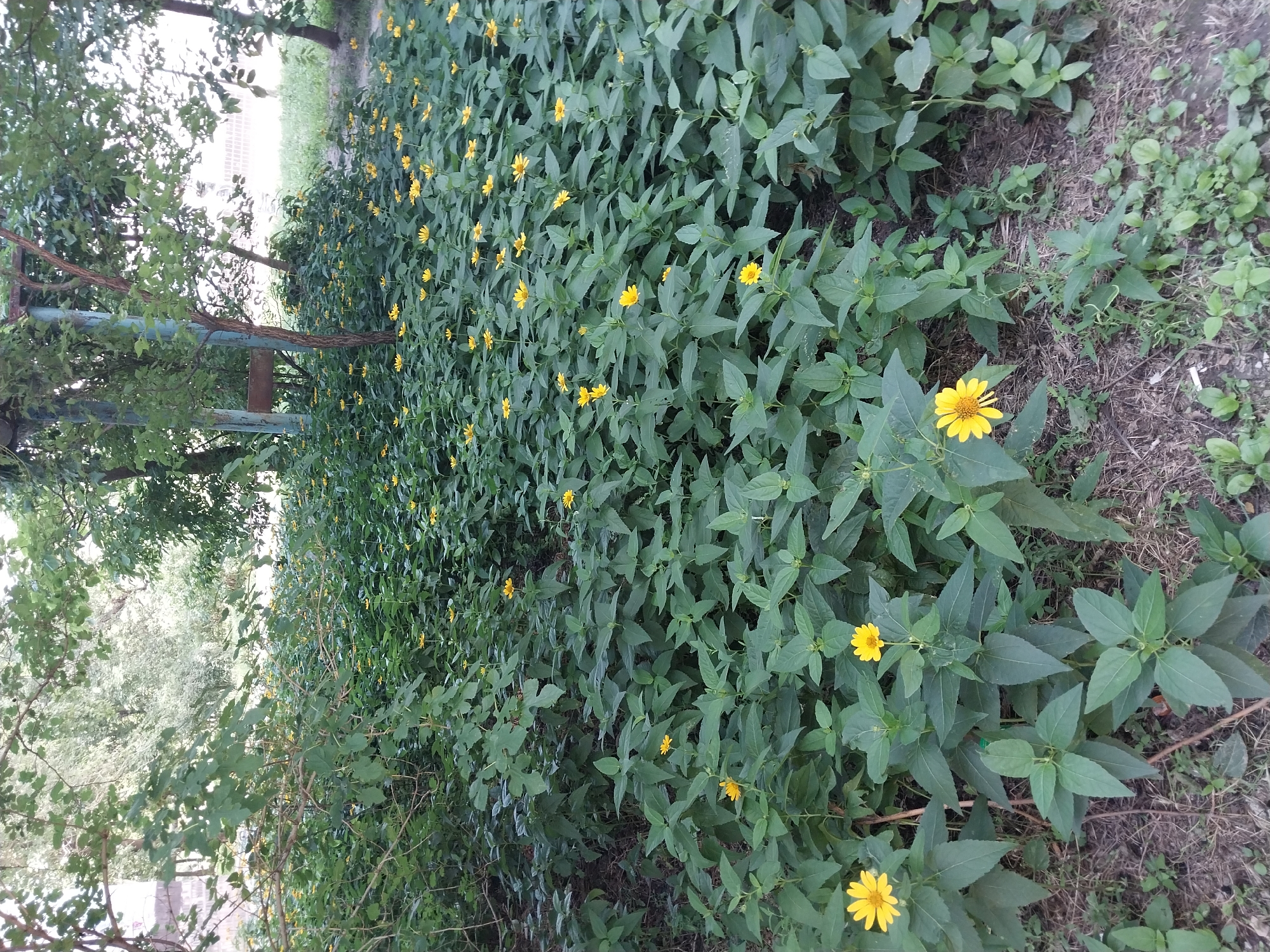 The image captures a dense patch of green foliage with numerous small yellow flowers, likely in a natural or semi-natural setting within the city of Dnipro, Ukraine. The flowers appear to be blooming in abundance, creating a vibrant contrast against the deep green leaves. In the background, trees with lush green canopies are visible, suggesting an outdoor environment. There is also a glimpse of a building facade and part of a metal structure, possibly part of playground equipment or park infrastructure, painted in a teal color. The ground is covered with a mixture of soil, dry leaves, and some sparse green vegetation. No people are present in the scene. The lighting suggests it might be daytime, possibly overcast or late afternoon, as the light is somewhat diffused.