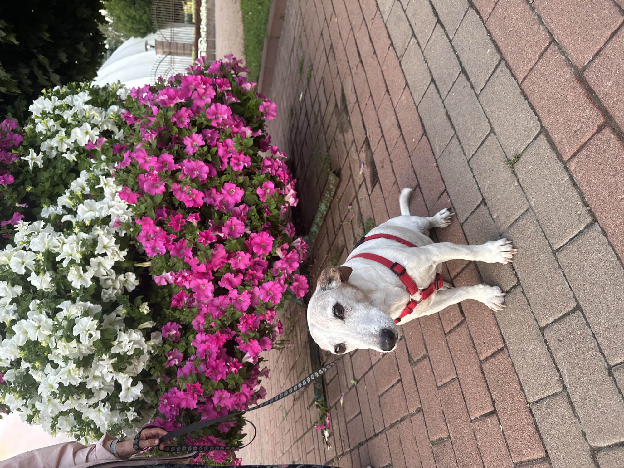 A white Jack Russell Terrier with brown markings and a red harness sits on a brick-paved path in front of a large planter overflowing with pink and white petunias. The dog is looking slightly to its left, with its head tilted. To the left of the dog, a person wearing a light pink jacket and dark pants is holding a black leash. The background shows some fencing, a white domed structure, and trees, suggesting an outdoor public space, possibly a park or a garden within the city of Kyiv, Ukraine. The lighting indicates it is likely late afternoon or early evening.