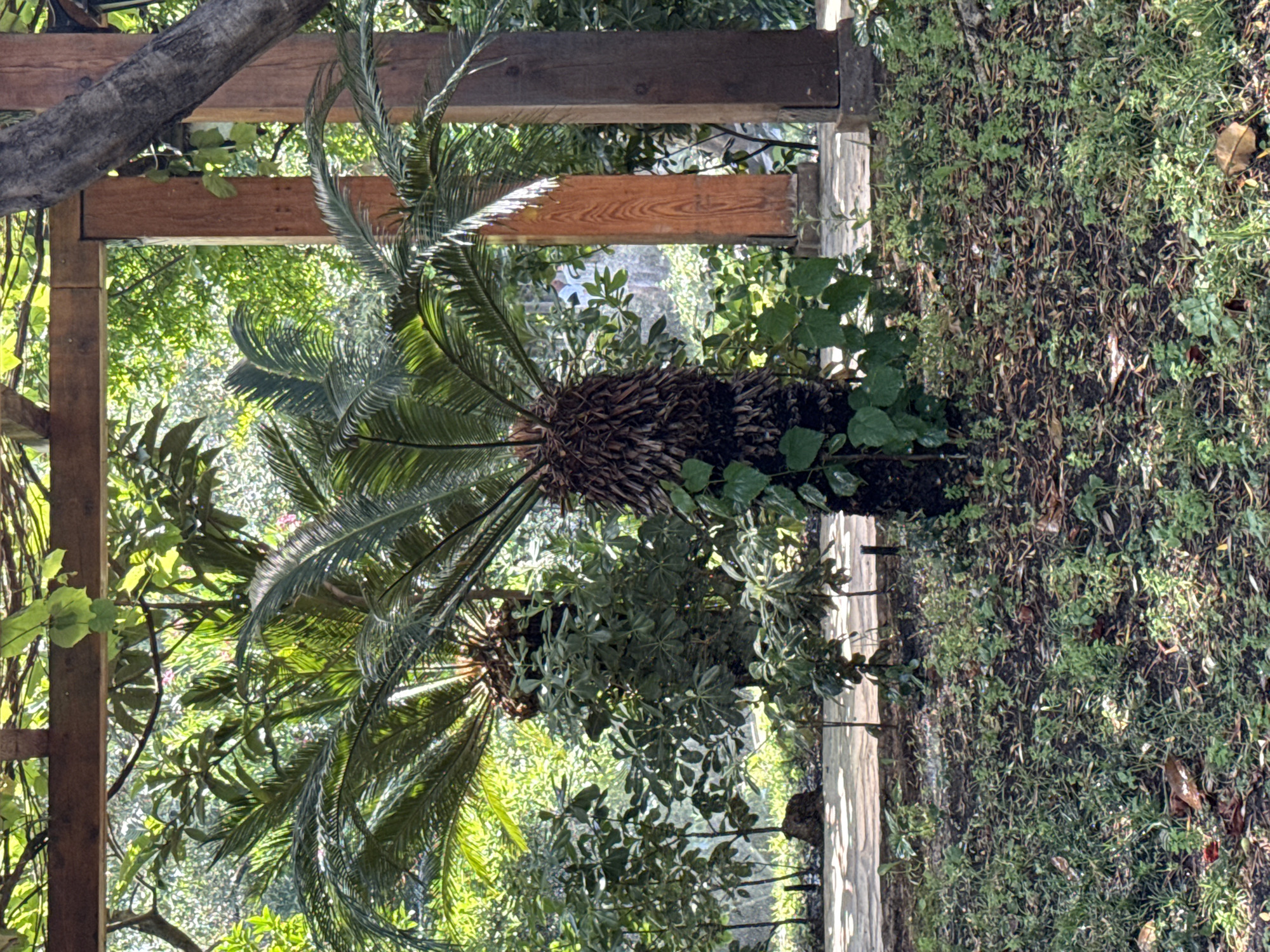 The image depicts a lush, green outdoor environment with tropical foliage. In the foreground, a sago palm tree stands prominently, its fronds fanning out. The trunk of the palm is thick and covered in a rough, fibrous bark. Smaller green plants and fallen leaves cover the ground around the palm. Behind the palm, a wooden structure, possibly a pergola or a covered walkway, is visible. Sunlight filters through the leaves, creating dappled light and shadows on the scene. The background consists of more dense greenery, suggesting a garden or park setting. The image is taken from a medium distance, capturing the natural beauty of the flora.