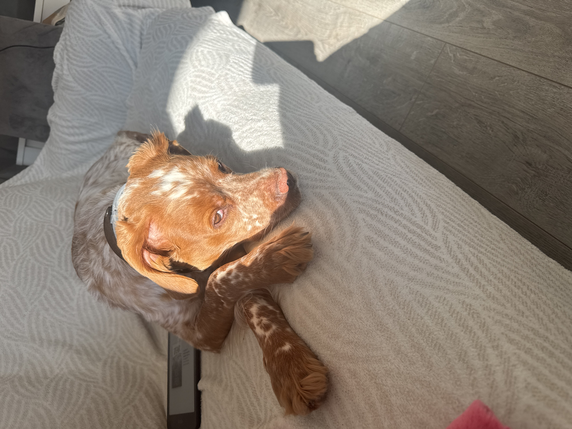 A Brittany Spaniel dog is lying on a light-colored couch or cushion with a textured herringbone pattern. The dog is brown and white, with its front paws crossed. A shadow is cast across the couch, suggesting sunlight. The location is unknown, as no clues in the image suggest it is in Sofia, Bulgaria.